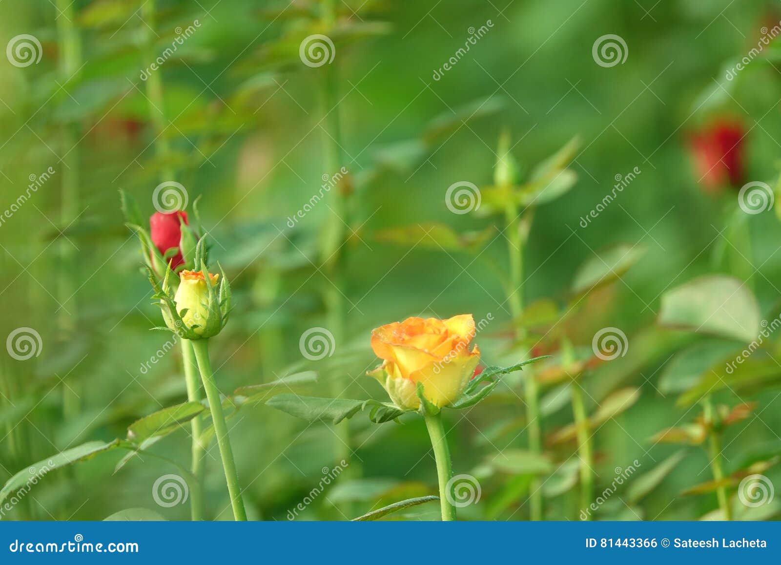 Orange Rose Flowers Plant stock photo. Image of clouds 81443366