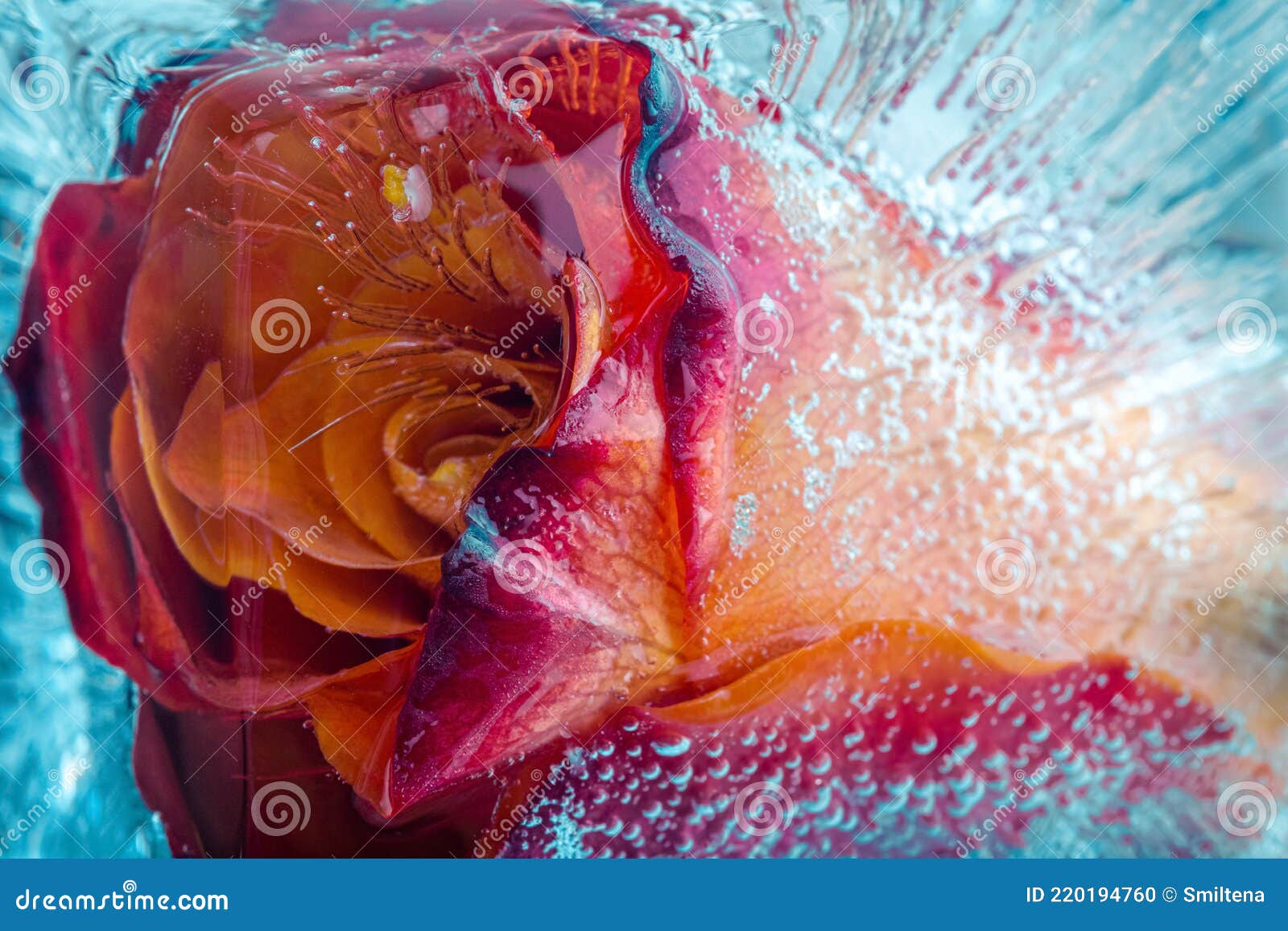 Orange Rose in ice stock photo. Image of petal, floral 220194760