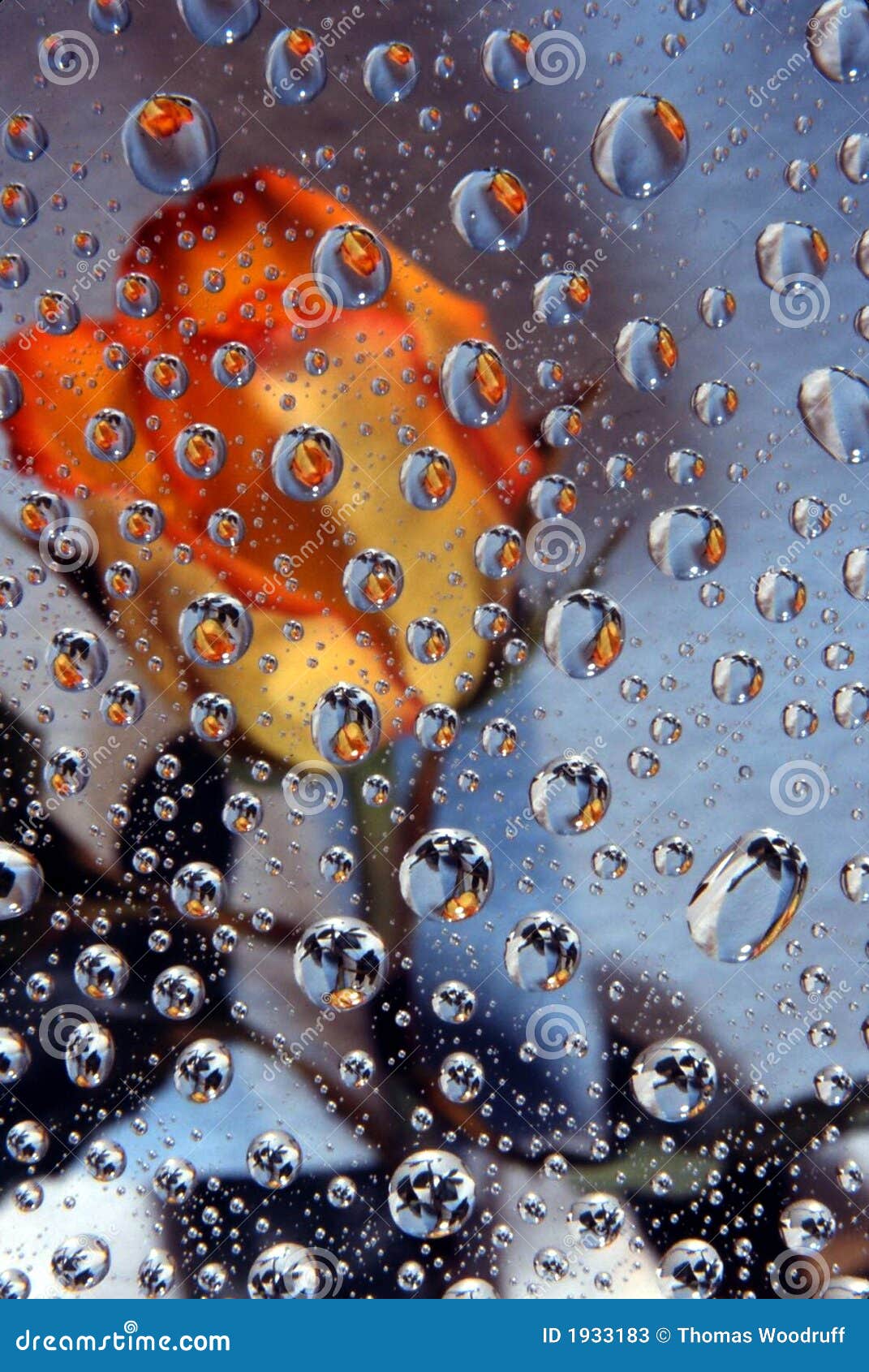 Orange Rose in Water Drops 1 Stock Image Image of curves, blue 1933183