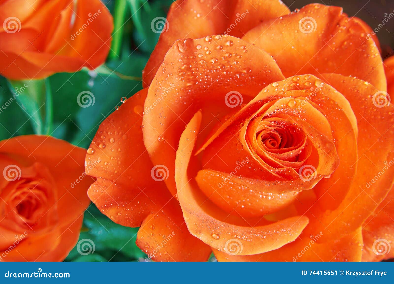 Orange Rose with Water Drops Stock Image Image of holiday, bloom