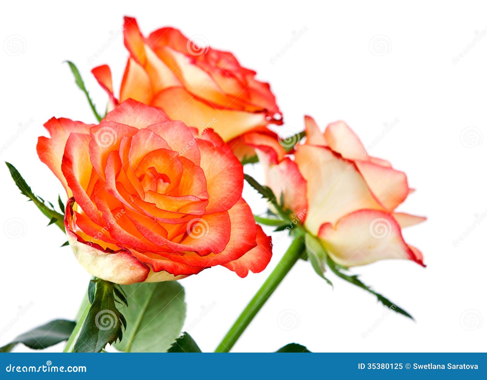 Orange roses stock image. Image of bright, petal, season 35380125