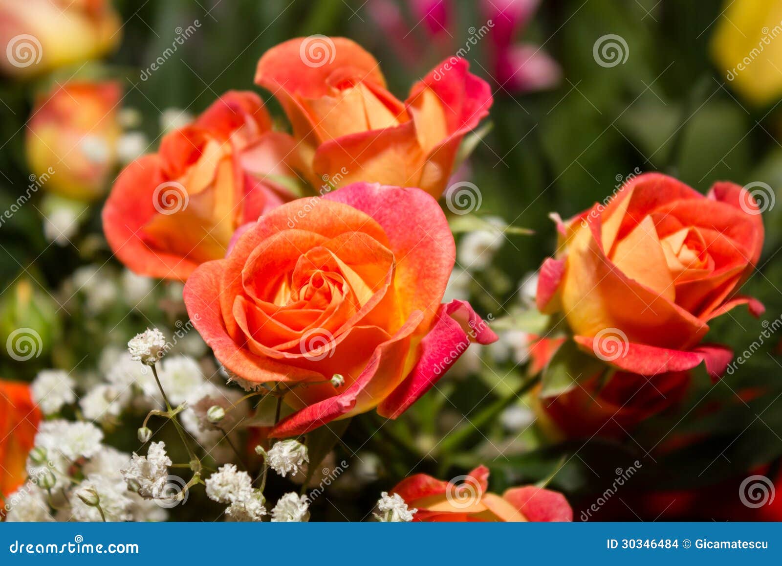 Orange roses stock photo. Image of natural, beautiful 30346484