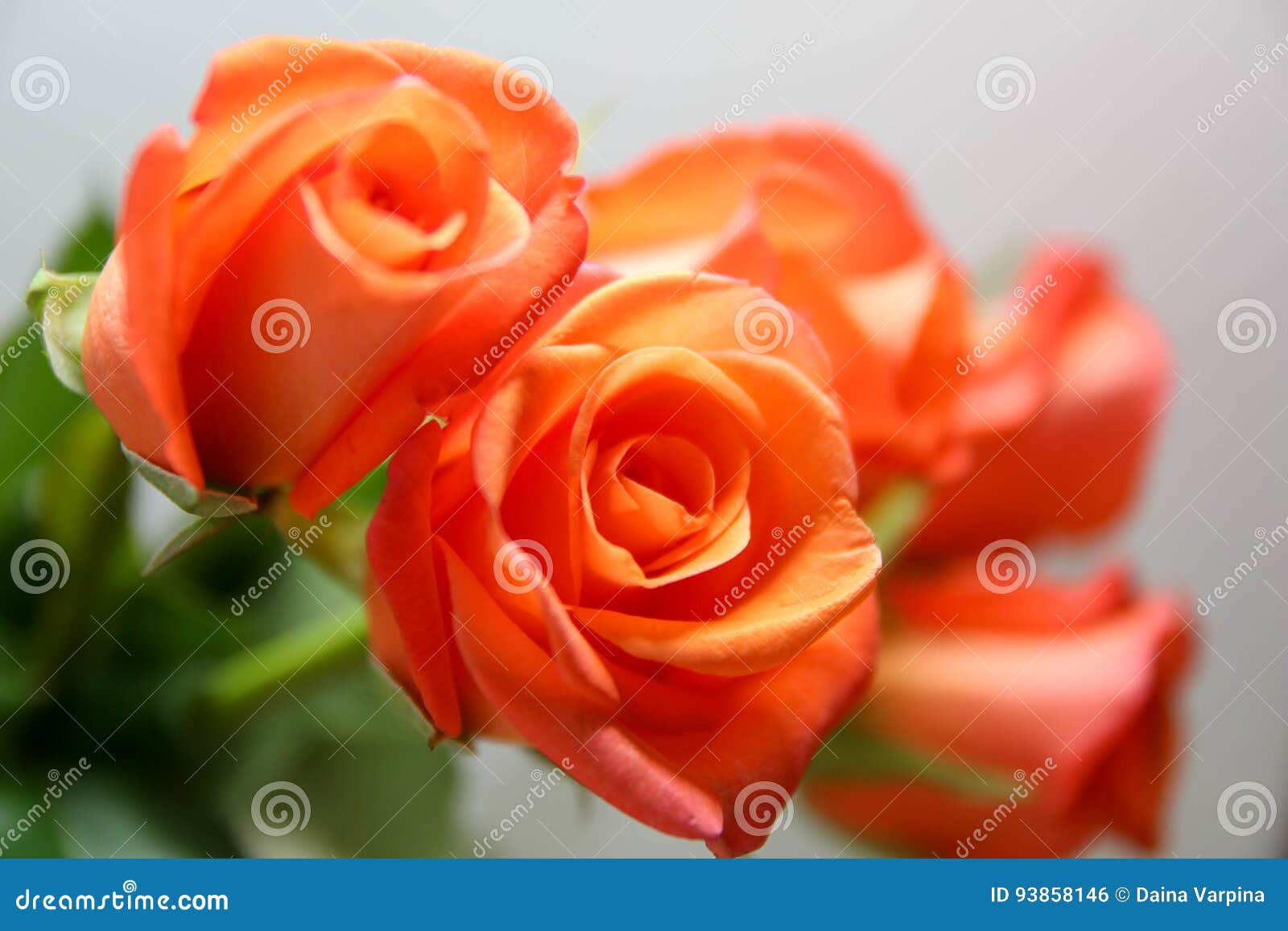 Orange Roses stock photo. Image of gardening, nature 93858146