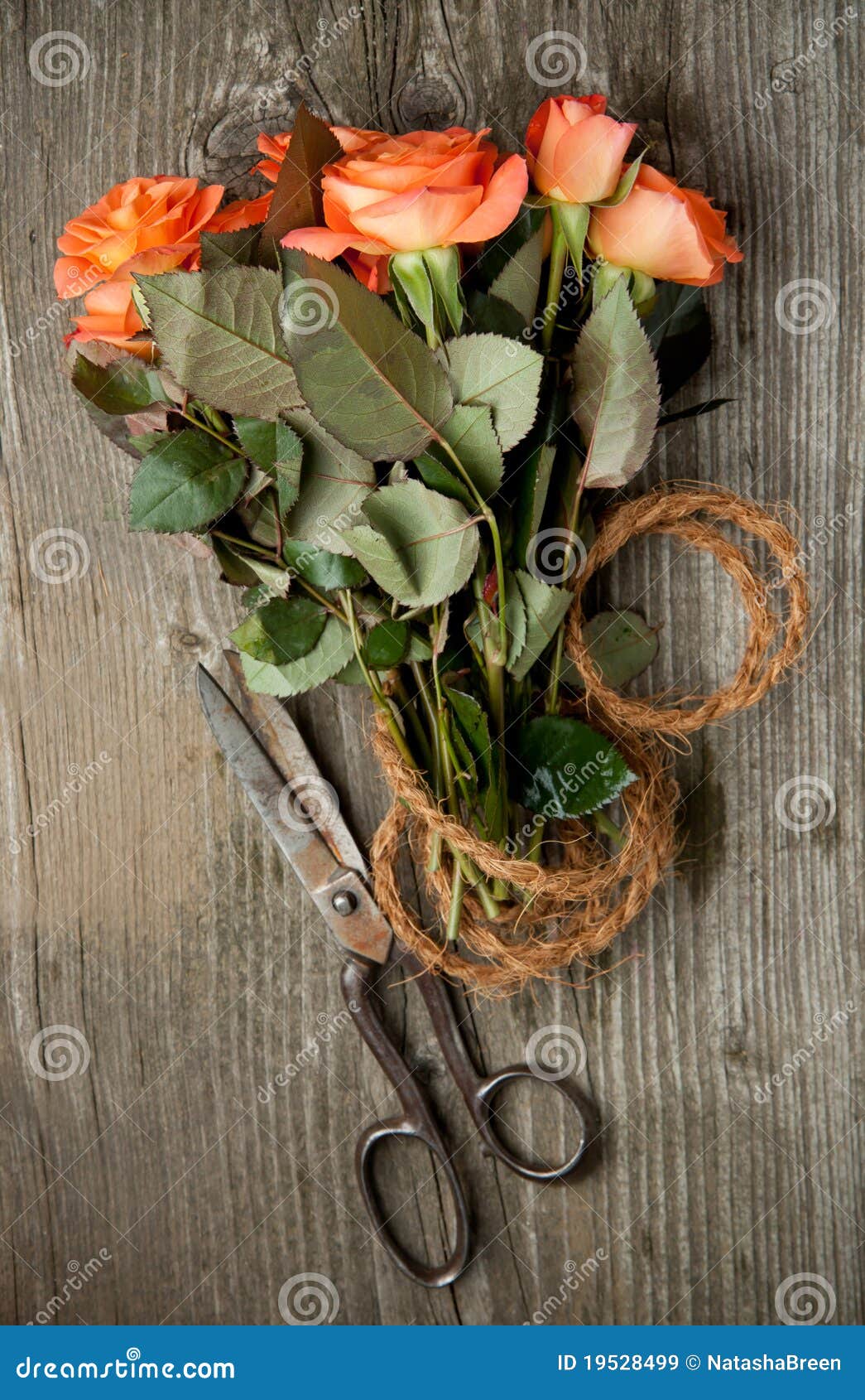 Orange roses and old scissors. Top view on bunch of orange roses with old scissors on old wooden table