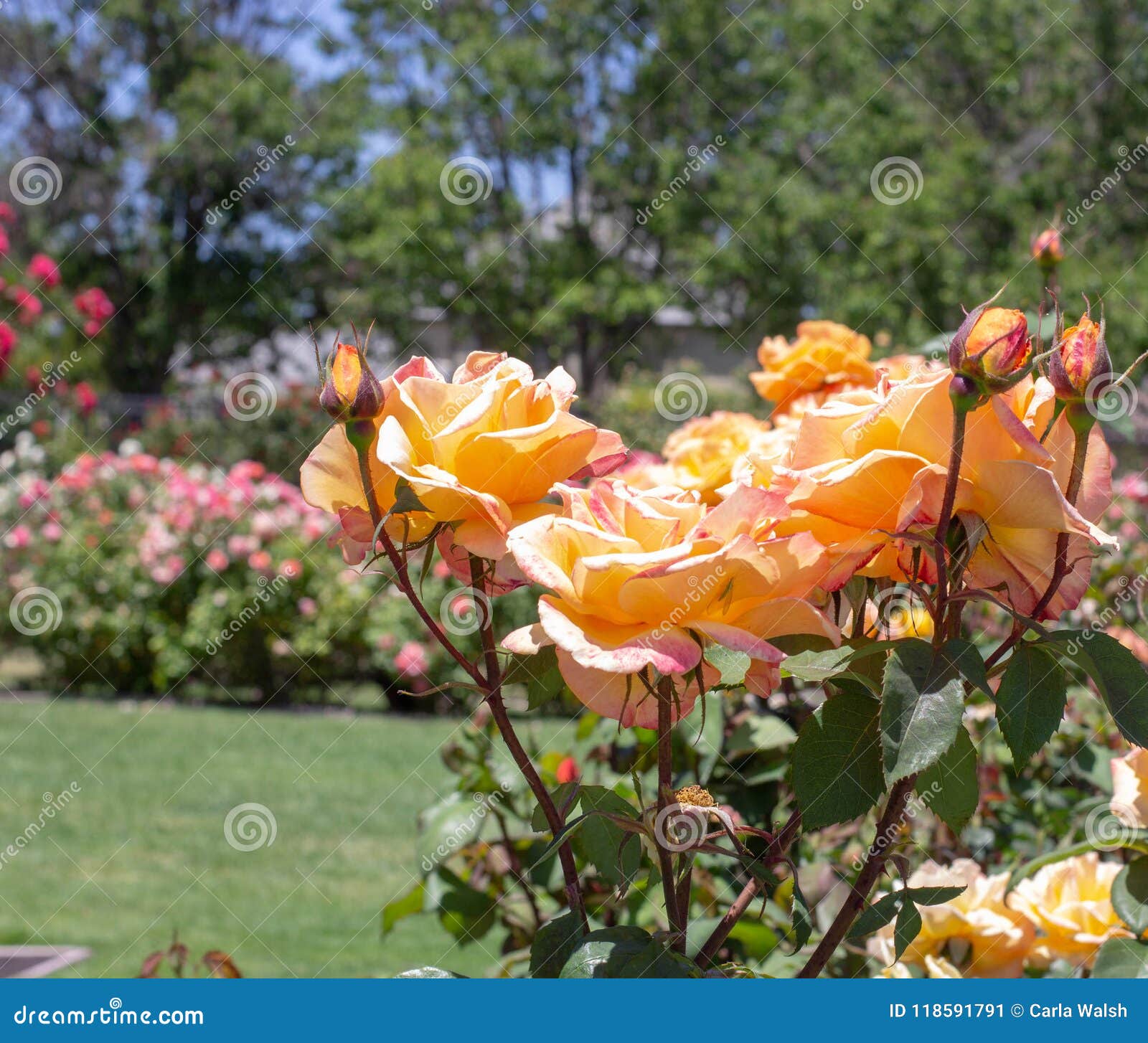 Orange Roses San Jose Rose Garden San Jose Ca Stock Image