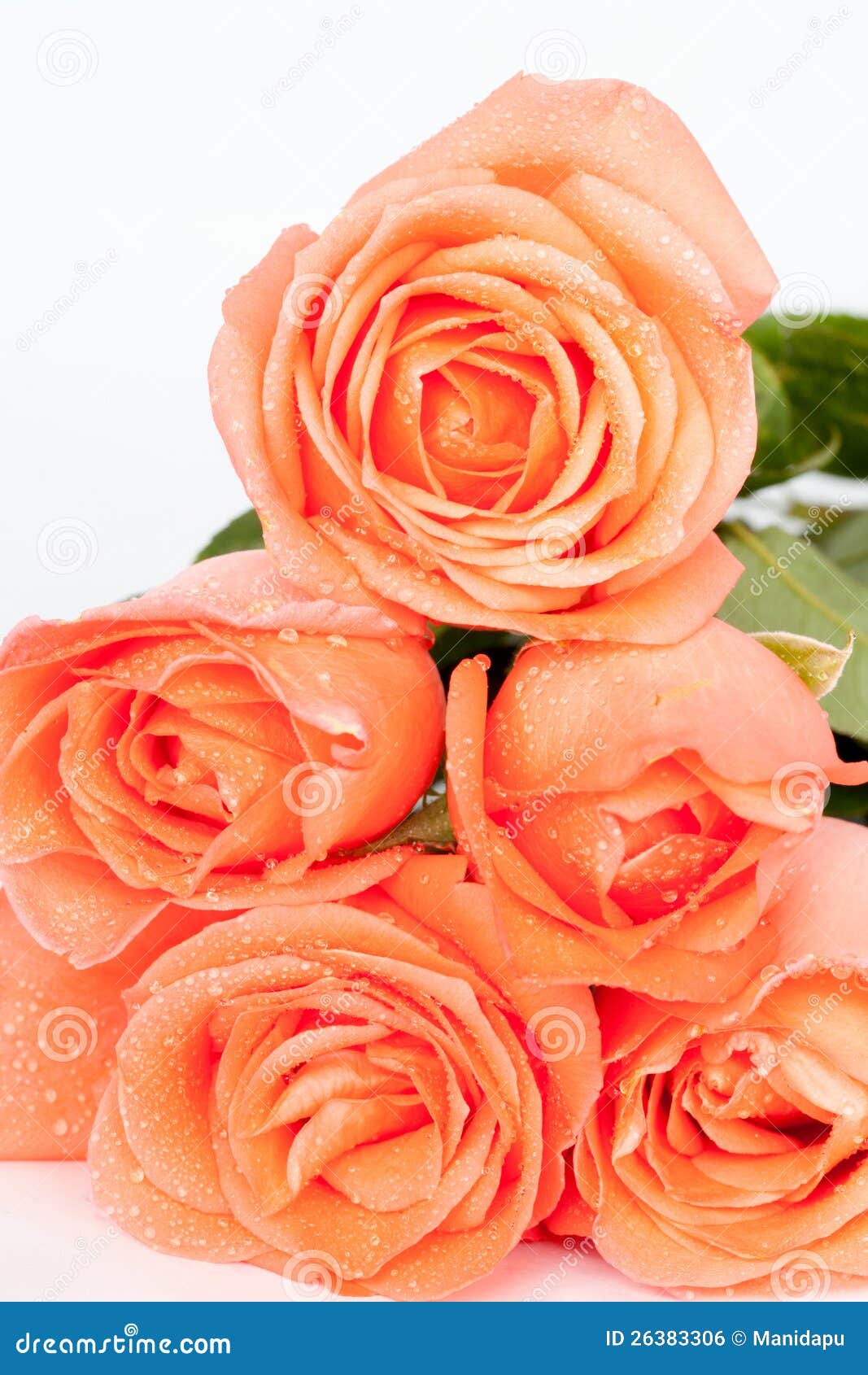 Orange Roses with the Small Water Drops Stock Photo Image of orange