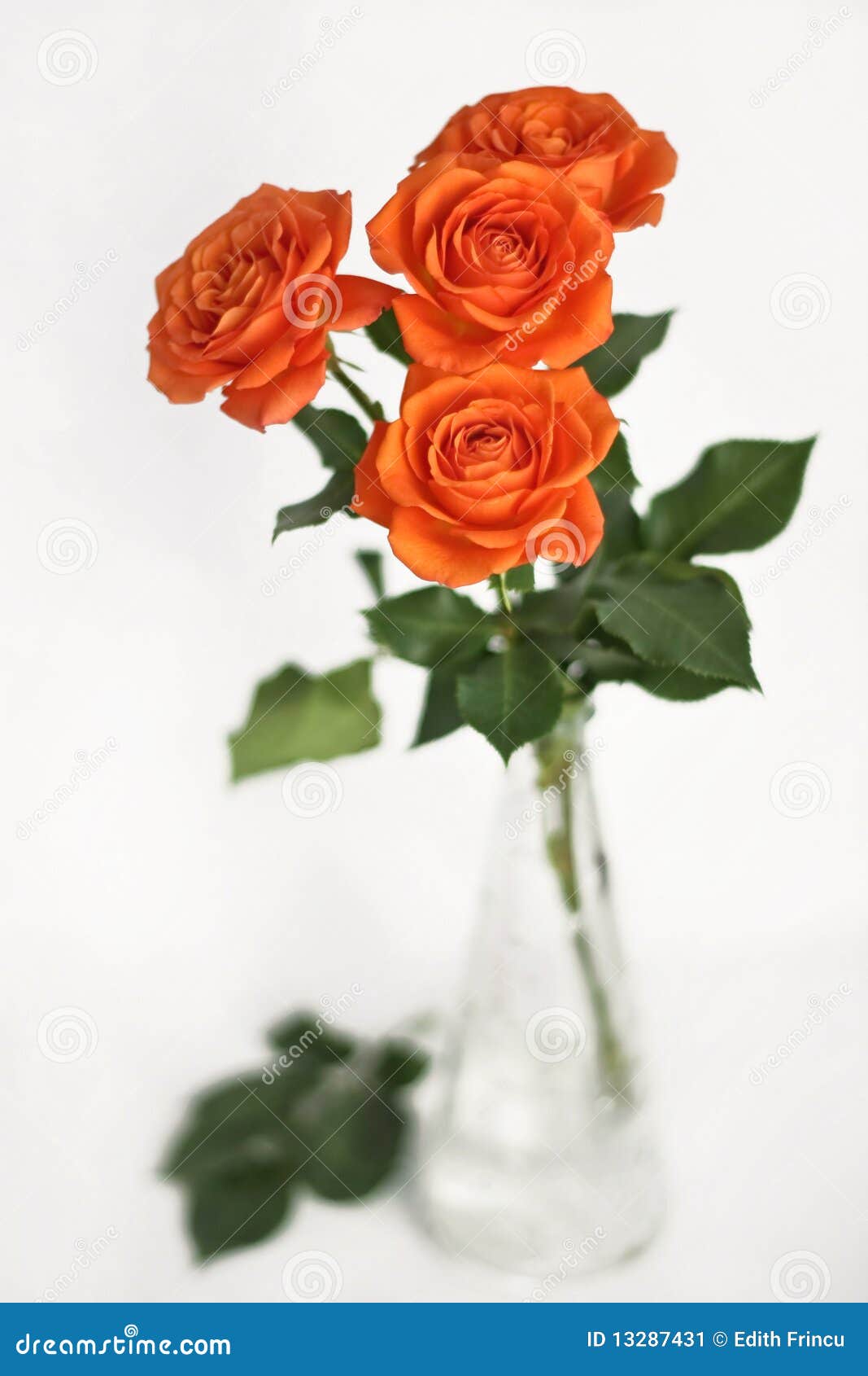 Orange roses in a vase stock image. Image of botanical 13287431