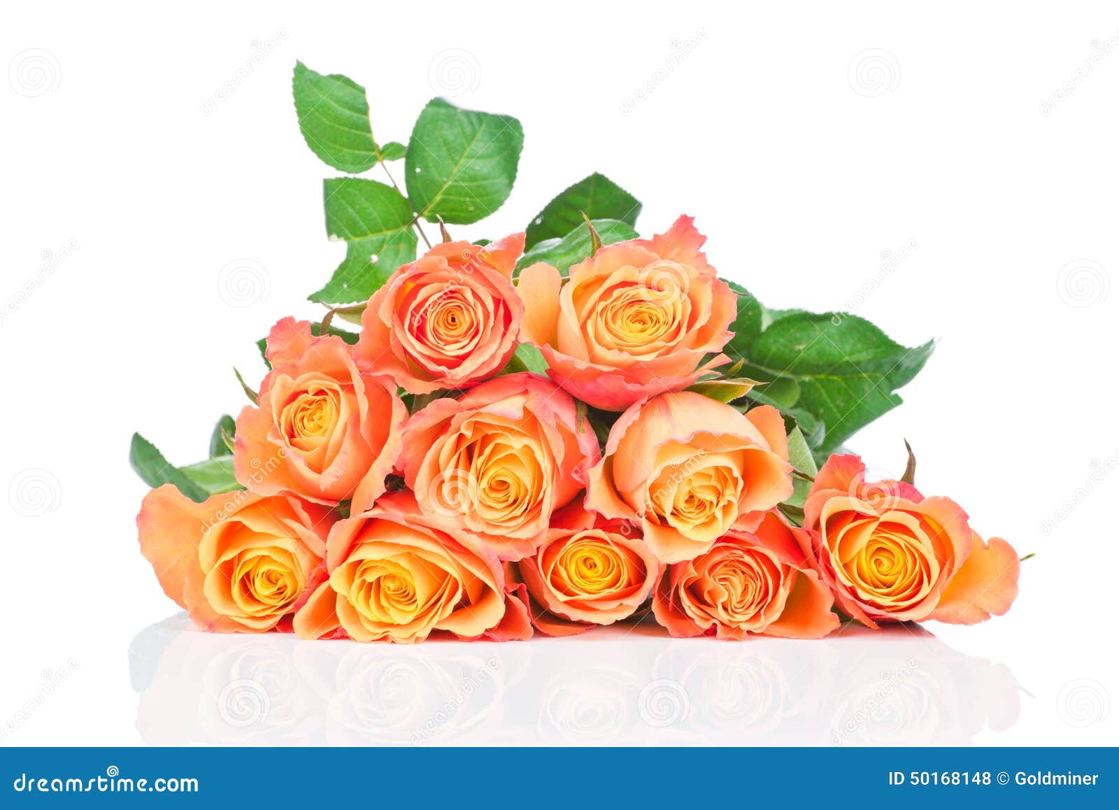 Orange roses stock photo. Image of copy, beautiful, bloom 50168148
