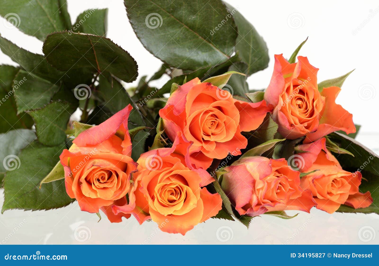 Orange roses on white stock image. Image of arrangement - 34195827