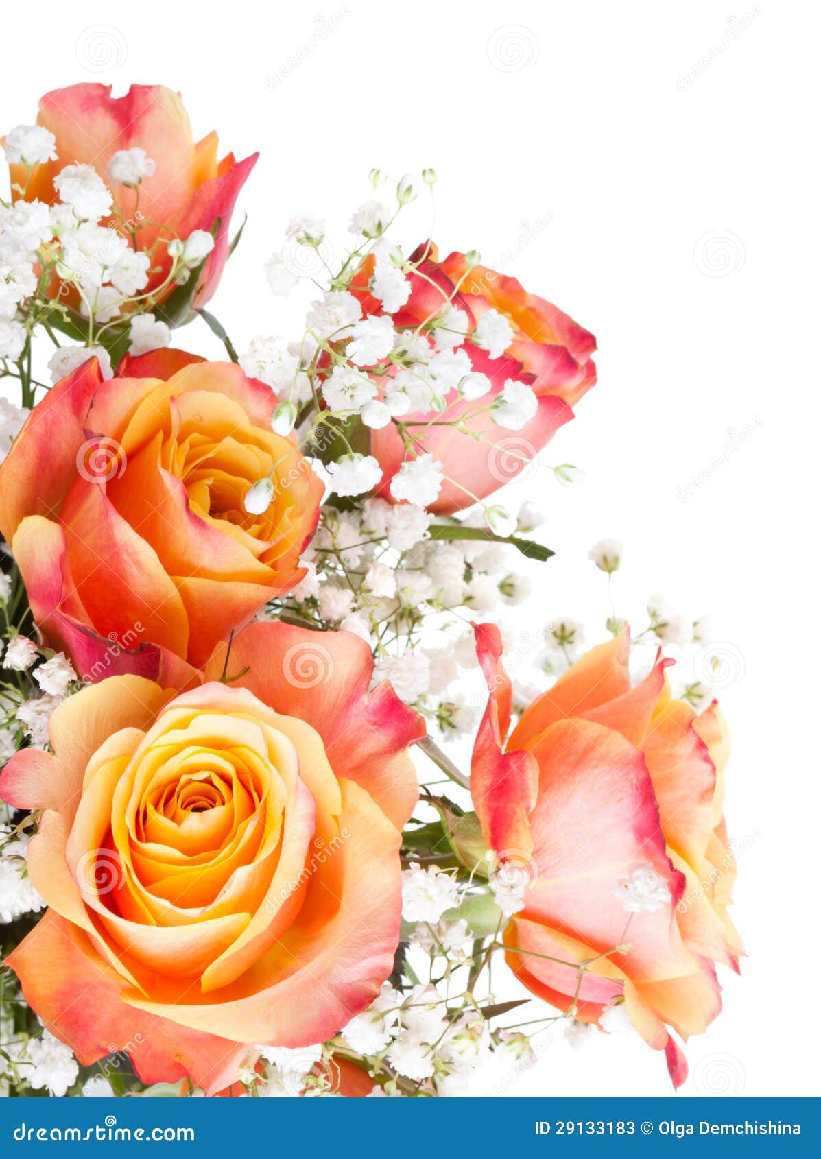 Orange Roses With White Flowers Stock Photos Image 29133183