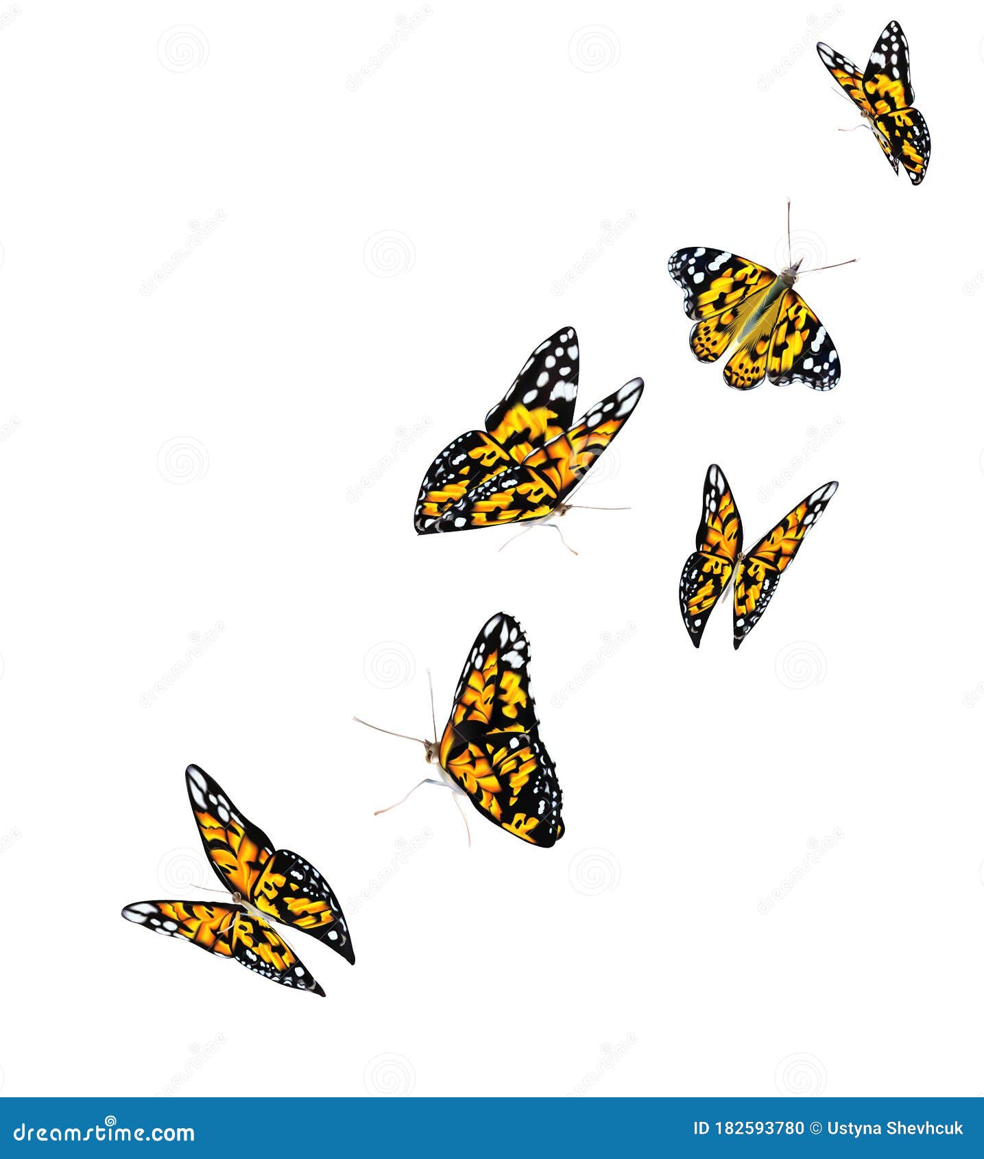Orange Schöne Fliegende Schmetterlinge Isoliert Auf Transparente