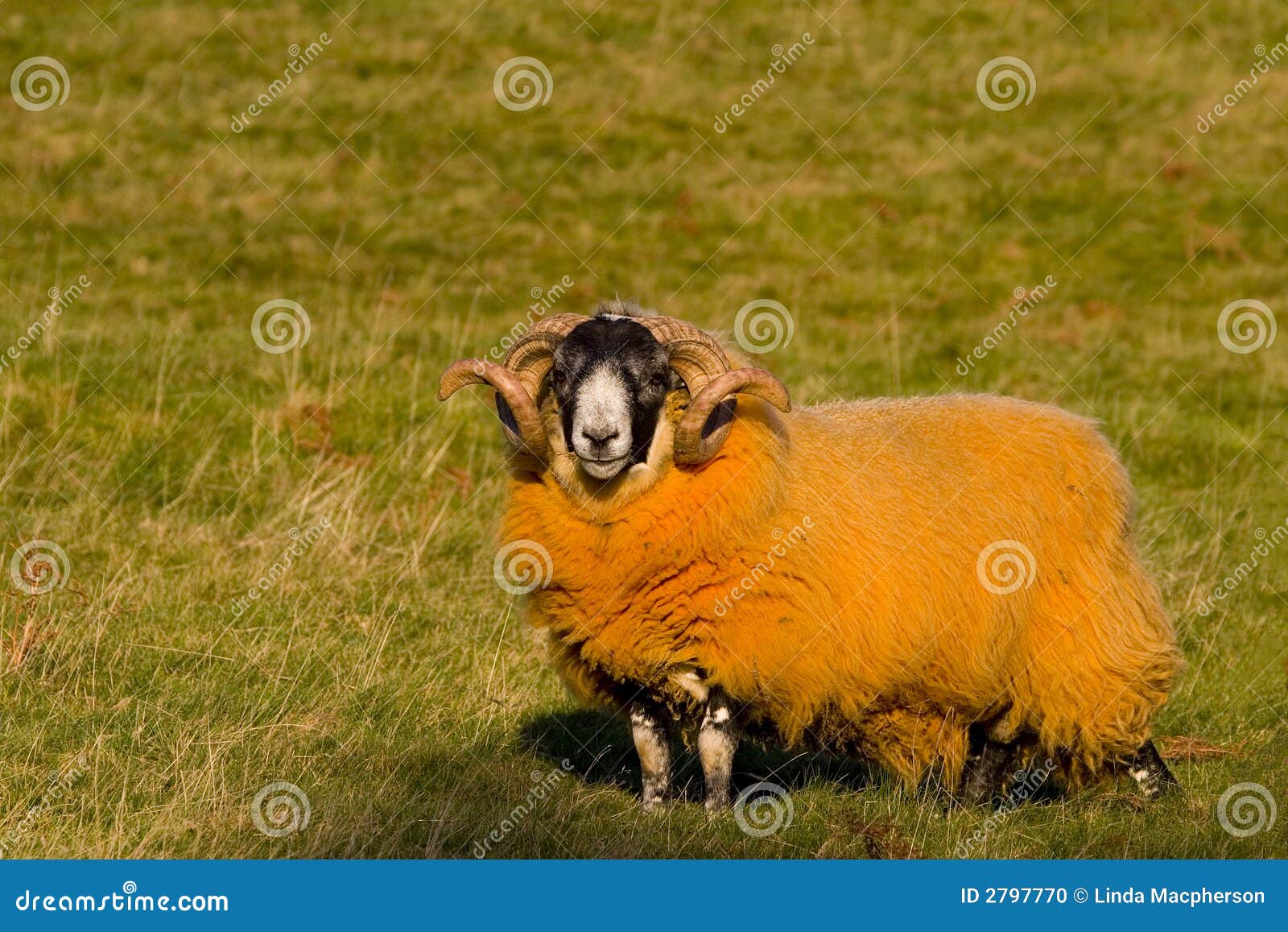 Orange Schafe stockfoto. Bild von wollen, schrullig, ungerade 2797770