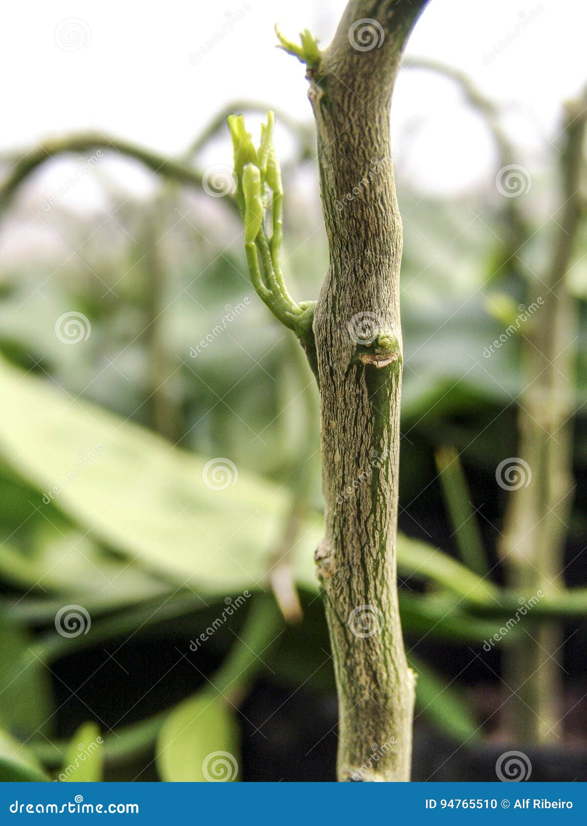 Orange seedlings stock photo. Image of cirtrus, flora 94765510