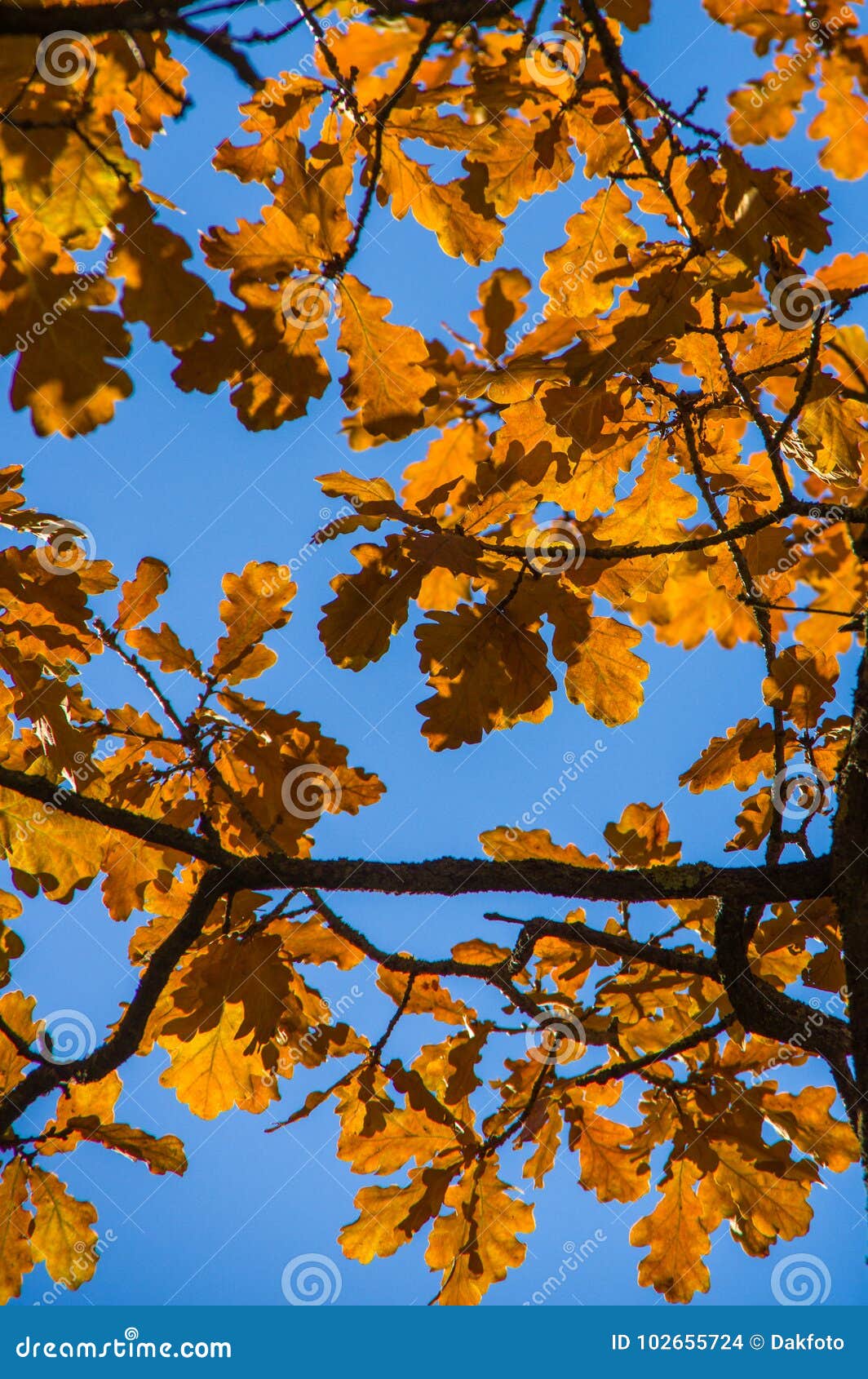 Orange sidor hänger på filialerna av ett träd i höst. Orange sidor hänger på filialerna i höst