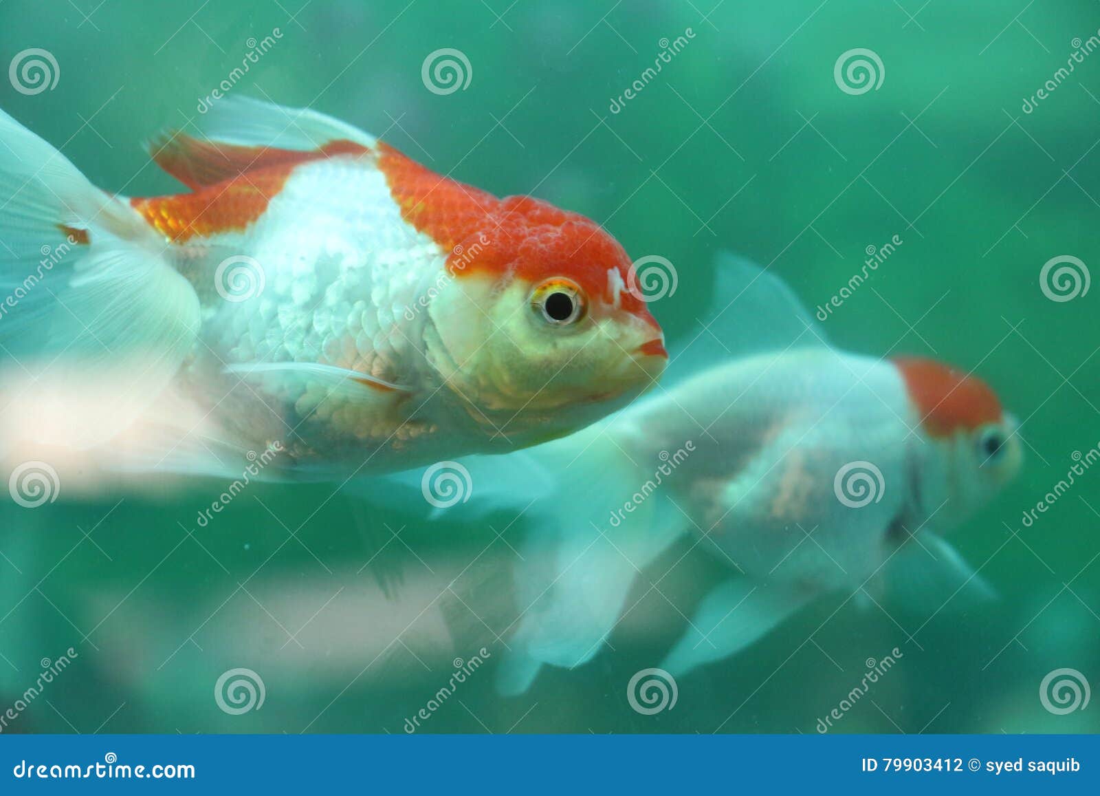 Orange and Silver Color Fish Stock Photo Image of aquarium, orange