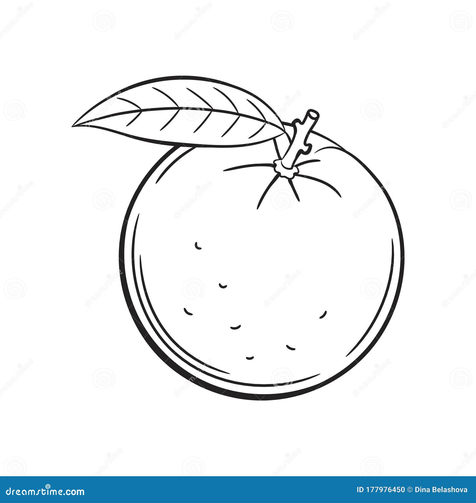 Realistic Colorful Hand Drawn Ripe Unpeeled Orange With Green Leaves  Sketch Style Vector Illustration Isolated On White Background Black And  White Hand Drawing Of Fresh Whole Orange Royalty Free SVG Cliparts  Vectors