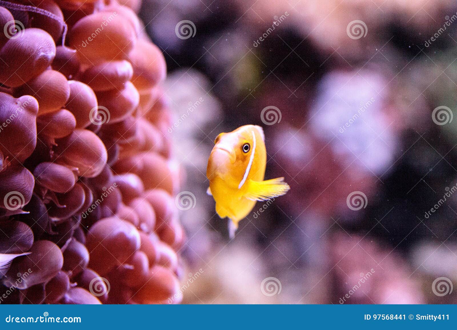 orange skunk clownfish called amphiprion perideraion