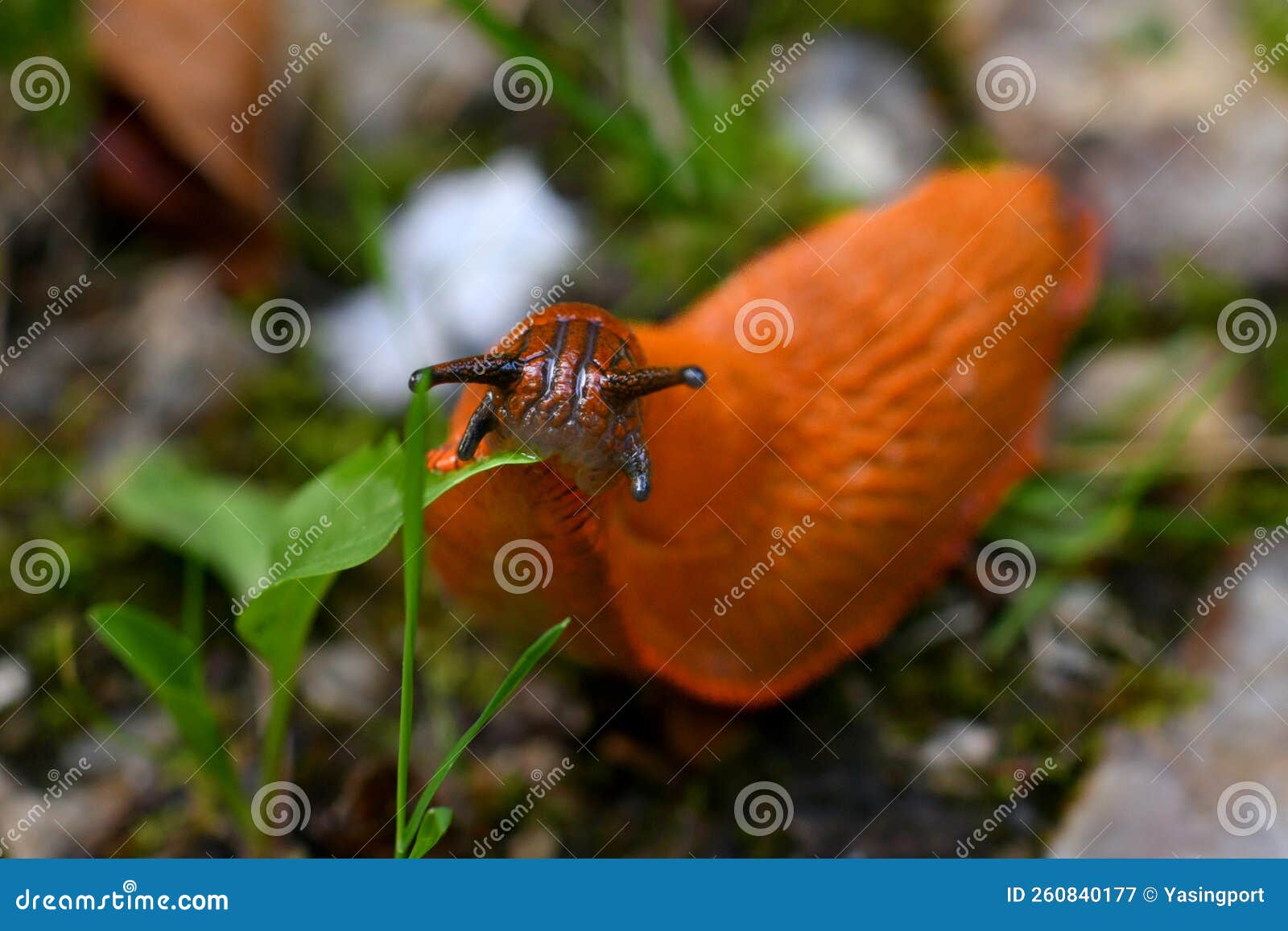 An Orange Slug Eating a Green Leaf Stock Image Image of animal
