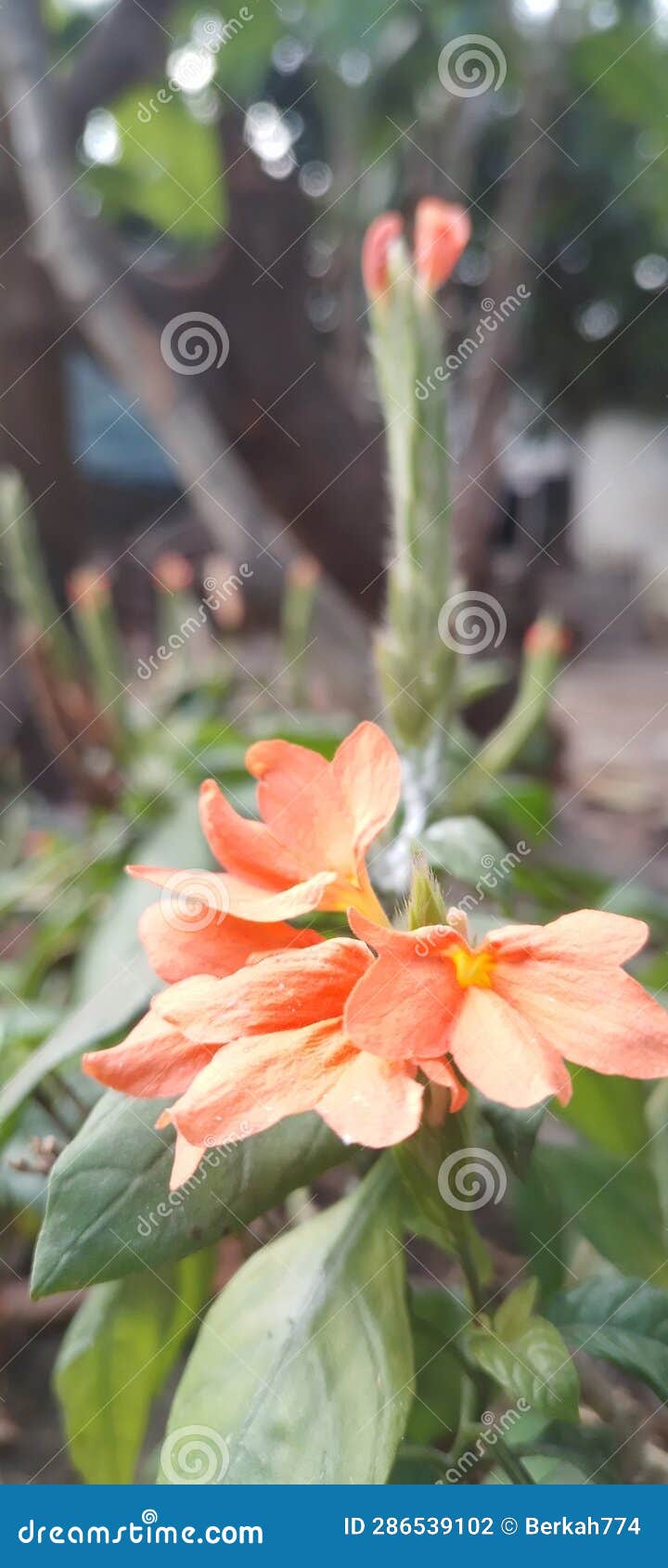 Orange Spear Flower, a Beautiful Hedge Plant Whose Flowers Bloom in