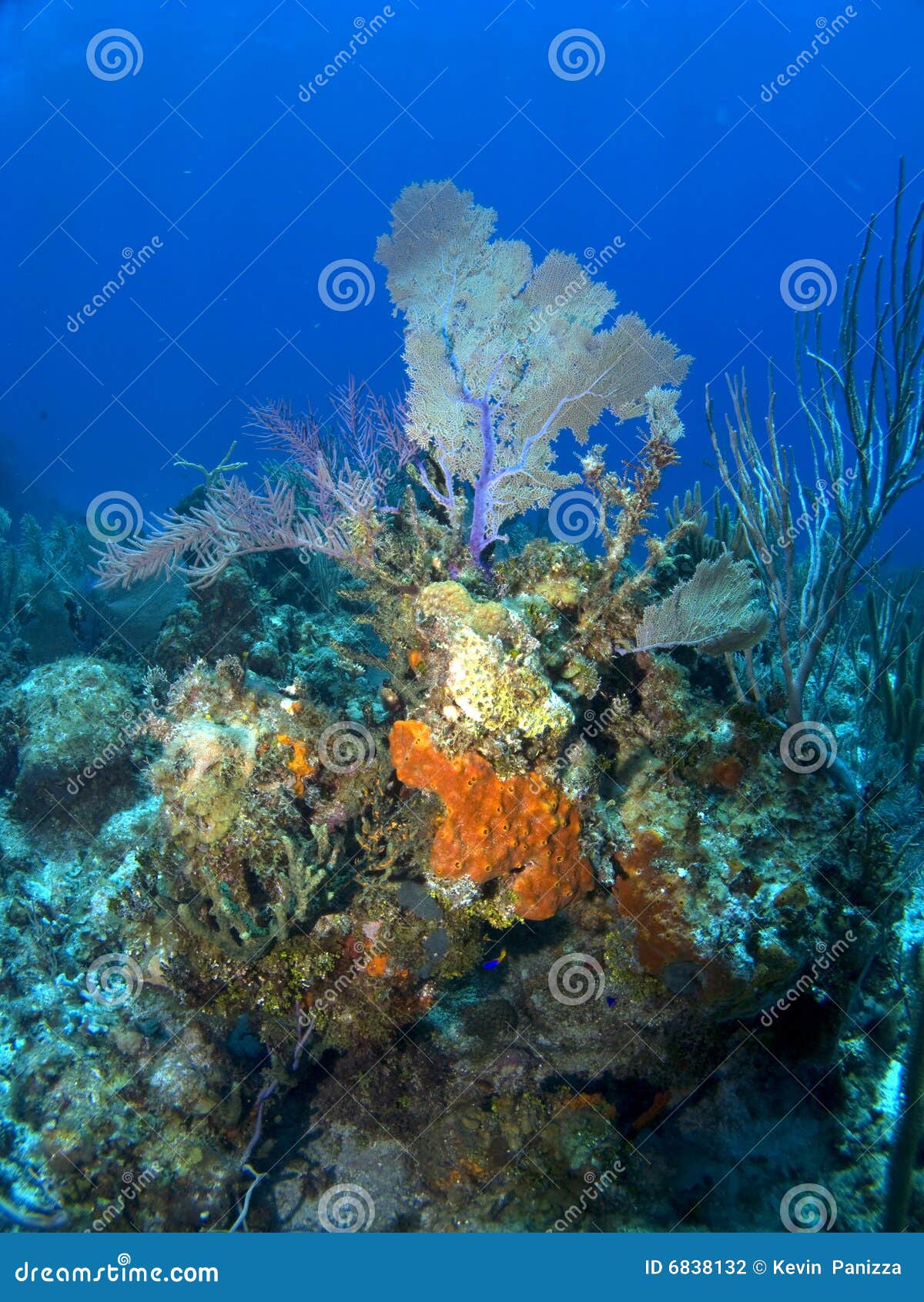 Orange Sponge Growing on a Cayman Island Reef Stock Photo Image of