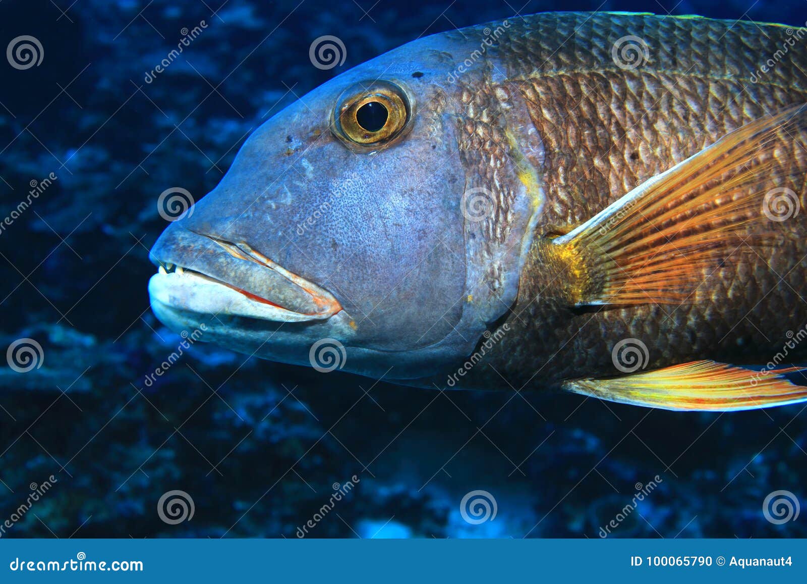 Orange-spotted Emperor Fish Stock Photo - Image of pisces, indian ...