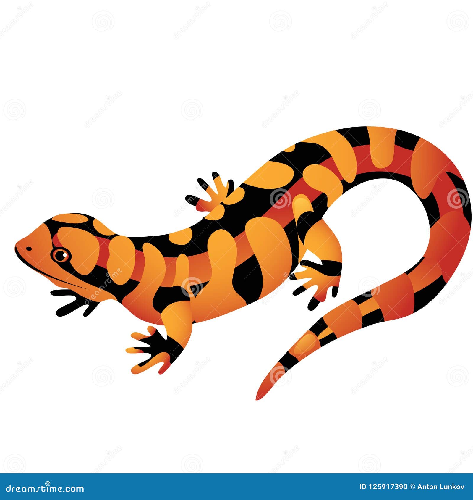 Orange Spotted Salamander Isolated On A White Background Cartoon