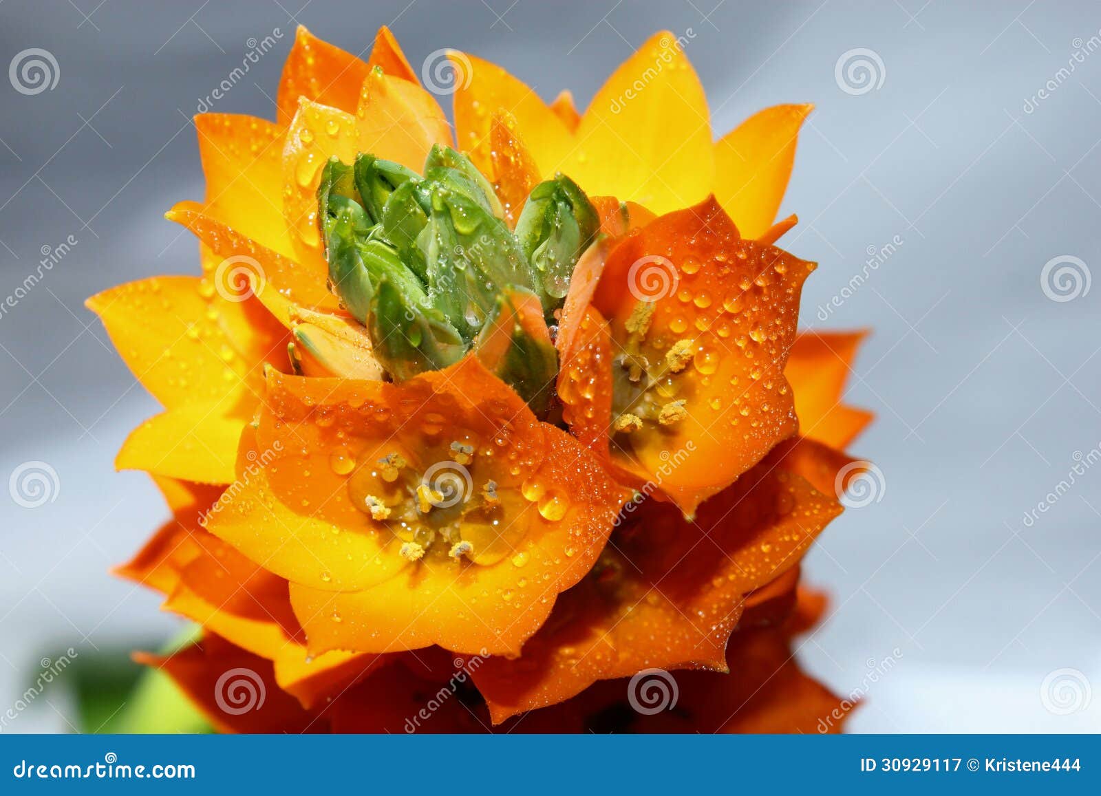 Orange Star Flower stock image. Image of ornithogalum 30929117