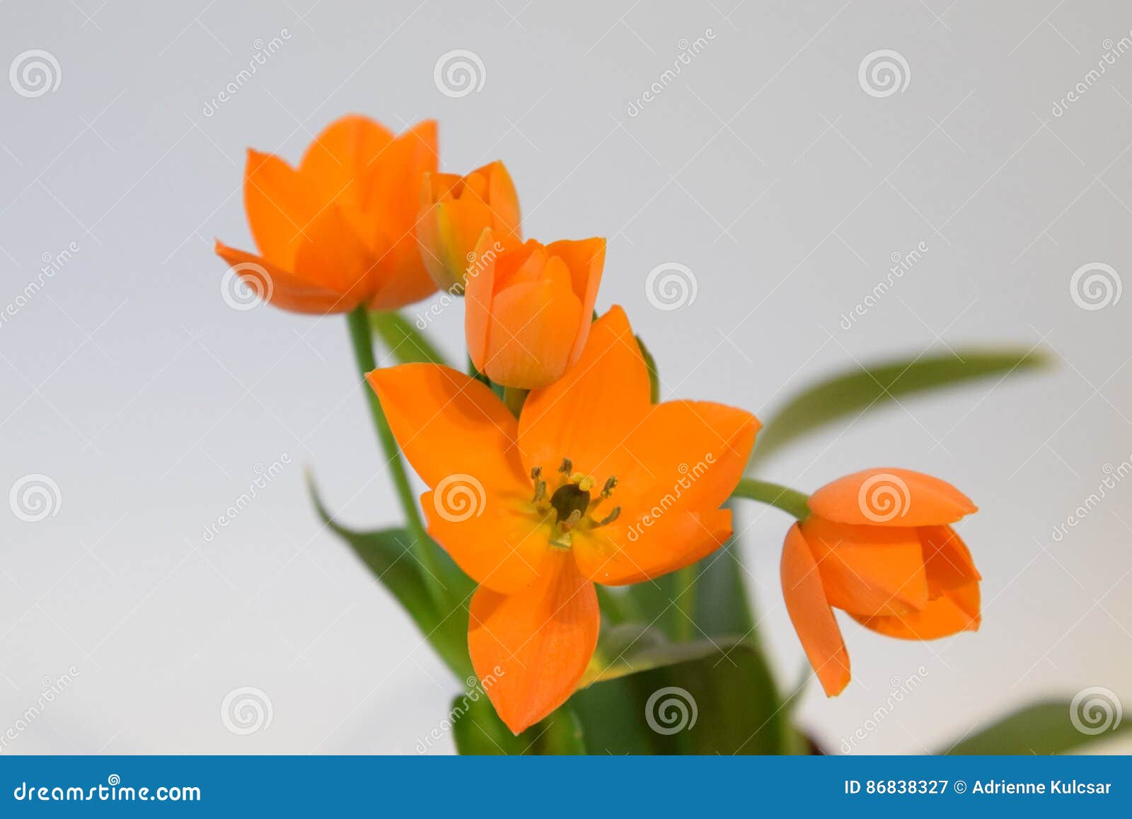 Orange Stern Von Bethlehem Blume Ornithogalum Stockbild Bild Von Frost Garten 86838327