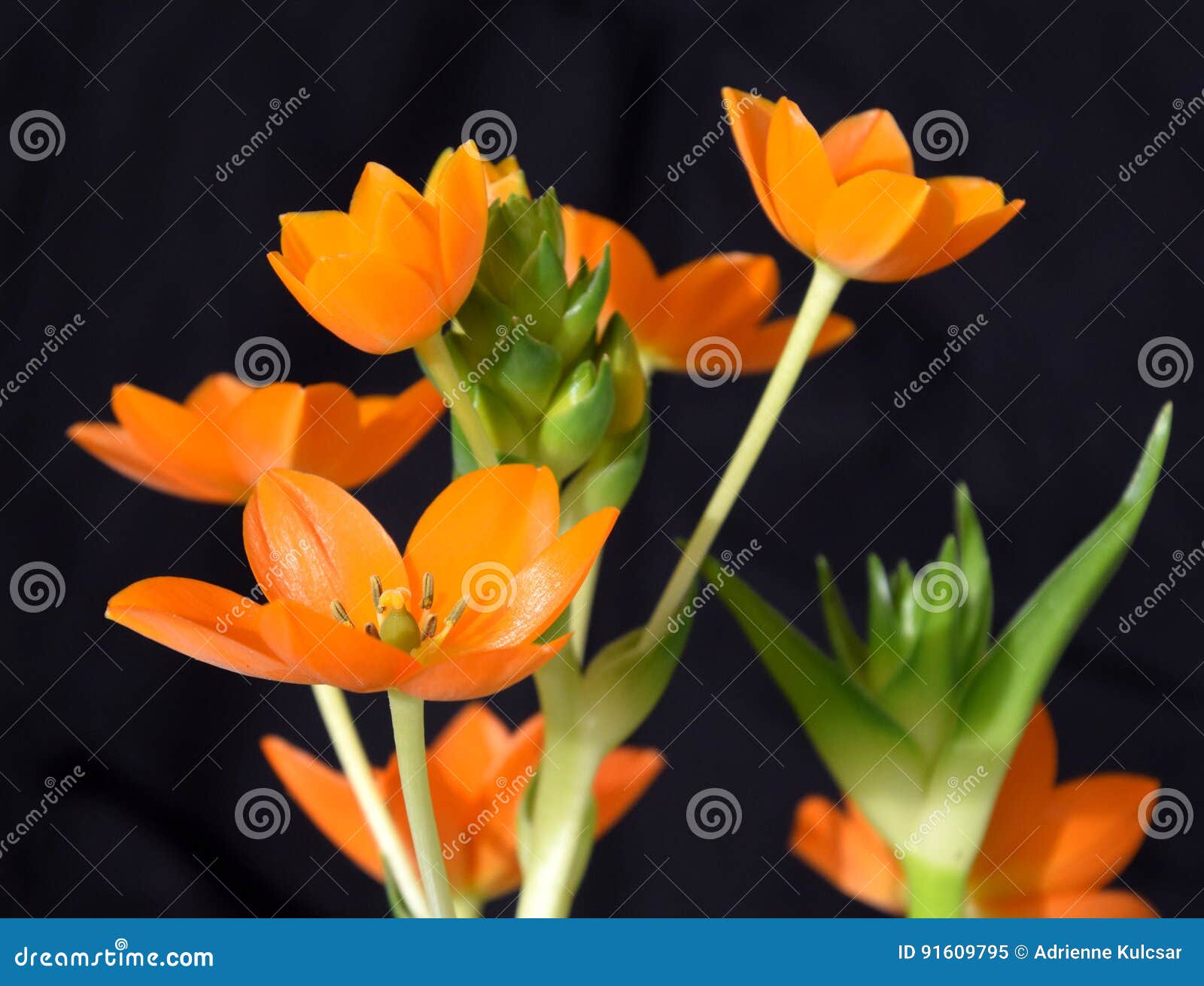 Orange Stern Von Bethlehem Blume Ornithogalum Stockbild Bild Von Blumentopf Bethlehem 91609795