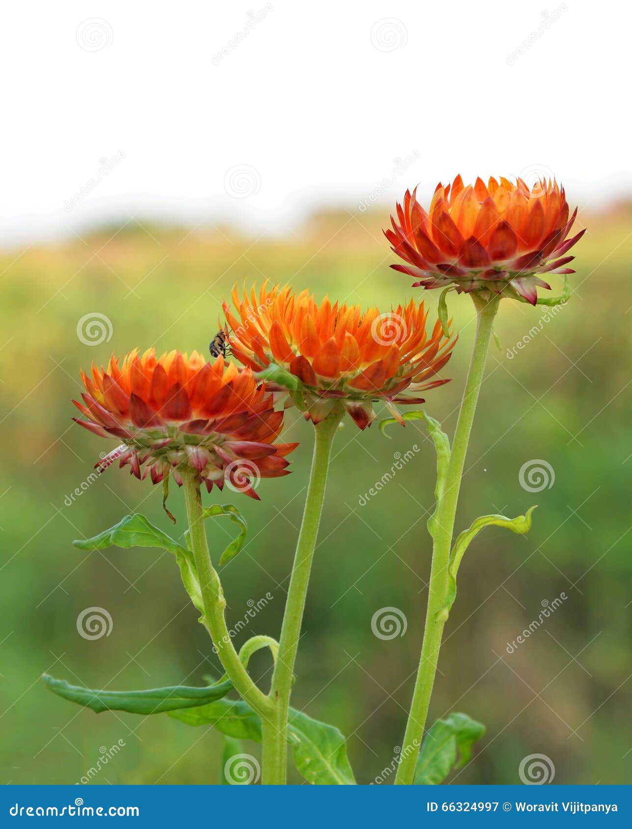 Orange Straw flower stock image. Image of orange, bloom 66324997