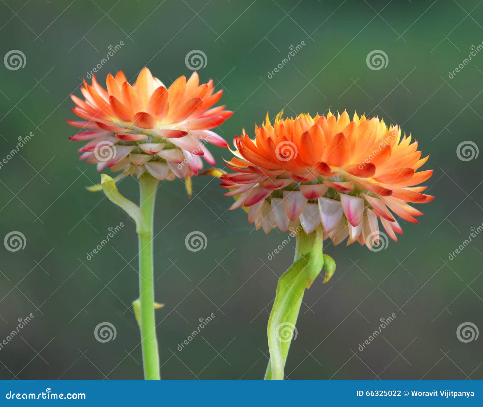 Orange Straw flower stock photo. Image of worker, little 66325022