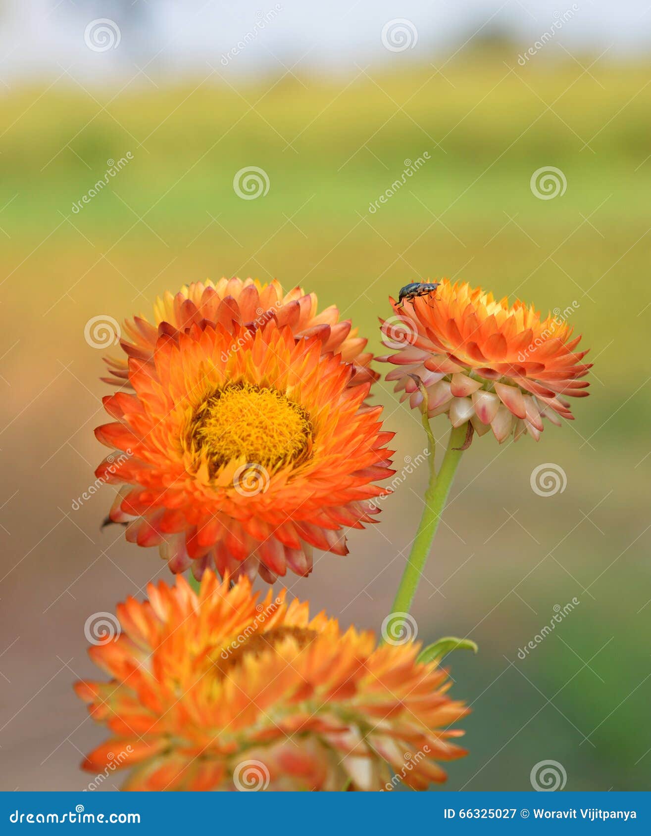 Orange Straw flower stock image. Image of straw, colorful 66325027