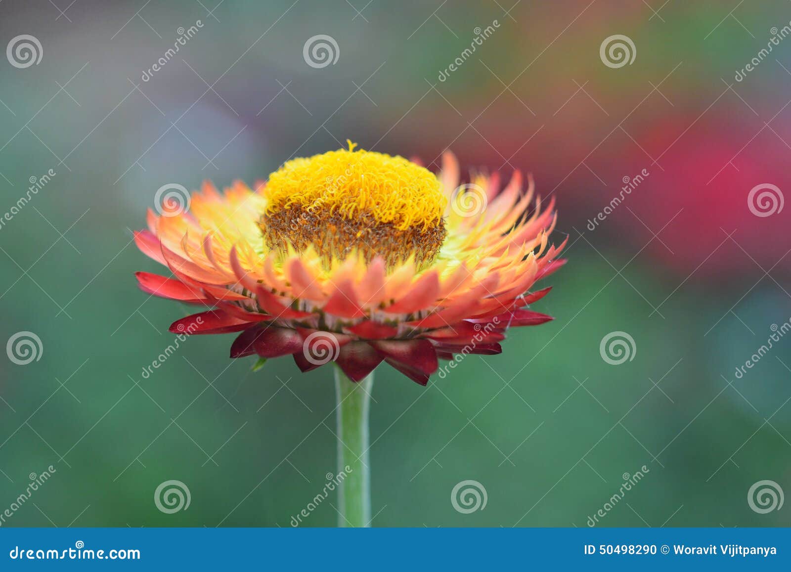 Orange Strawflower stock photo. Image of sunlight, color 50498290