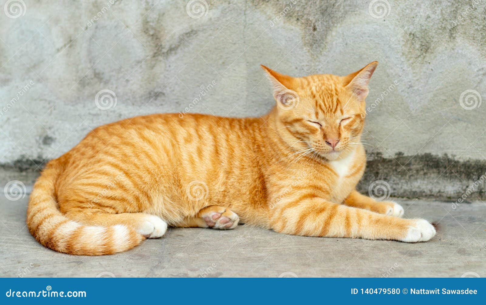 orange striped cat