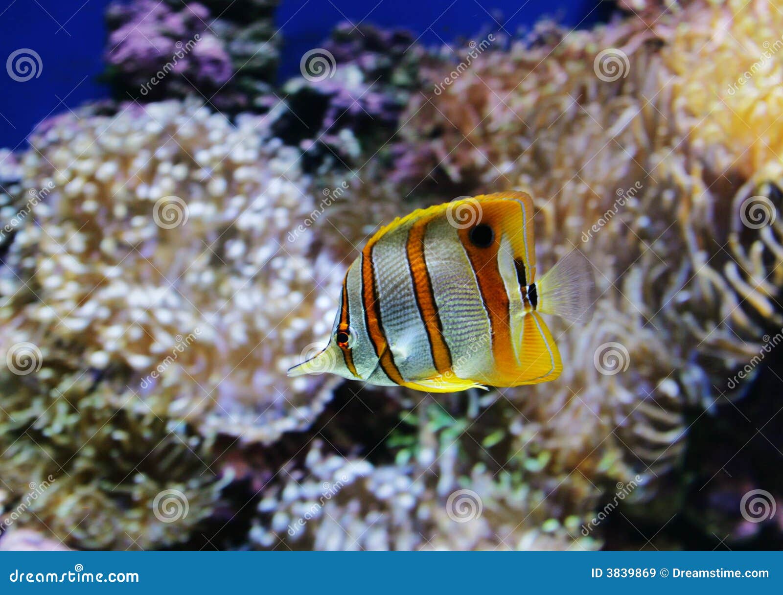 Orange Striped Fish stock image. Image of ocean, moaq000021 3839869