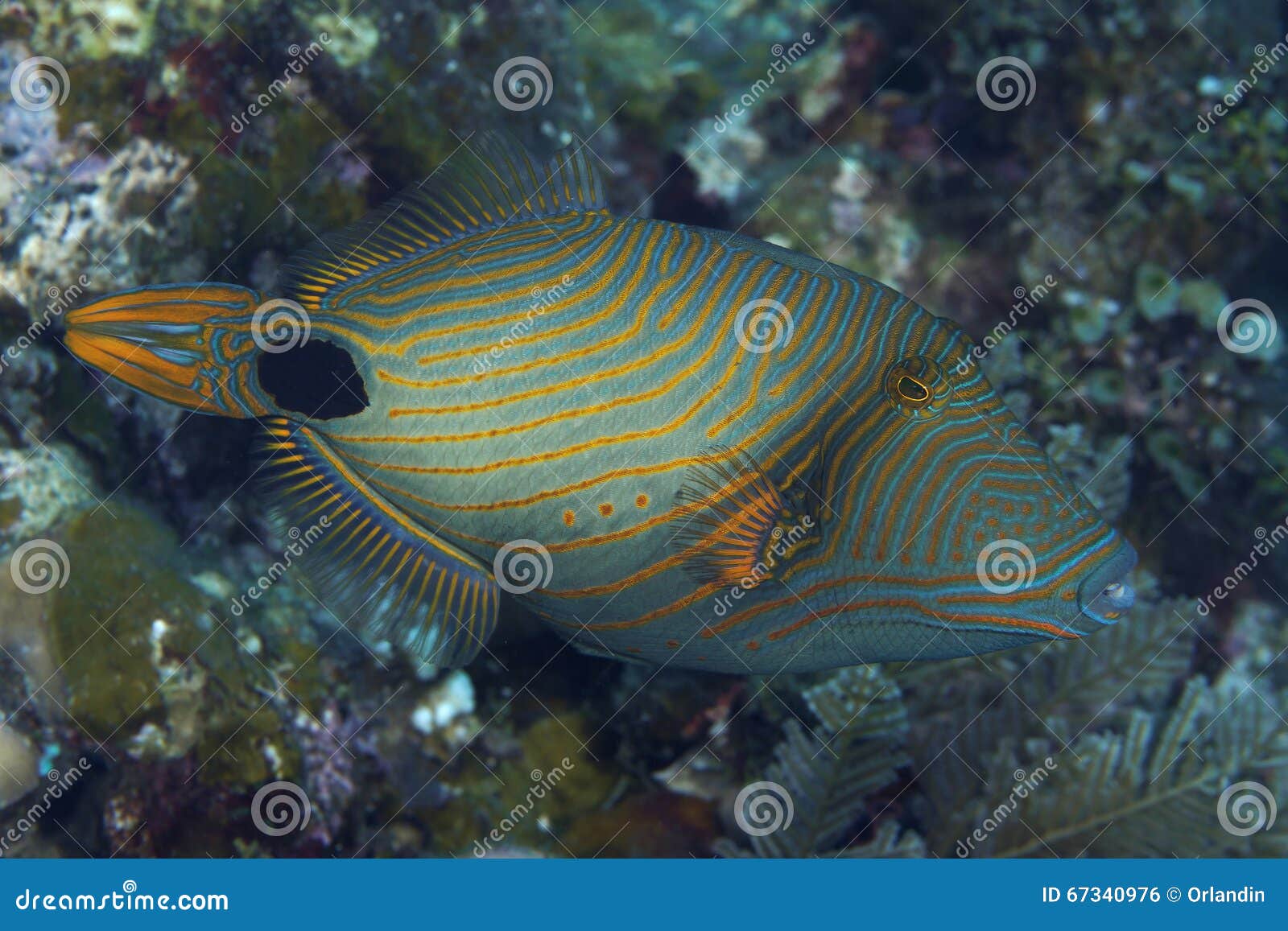 Orangestriped Triggerfish Stock Photo Image 67340976