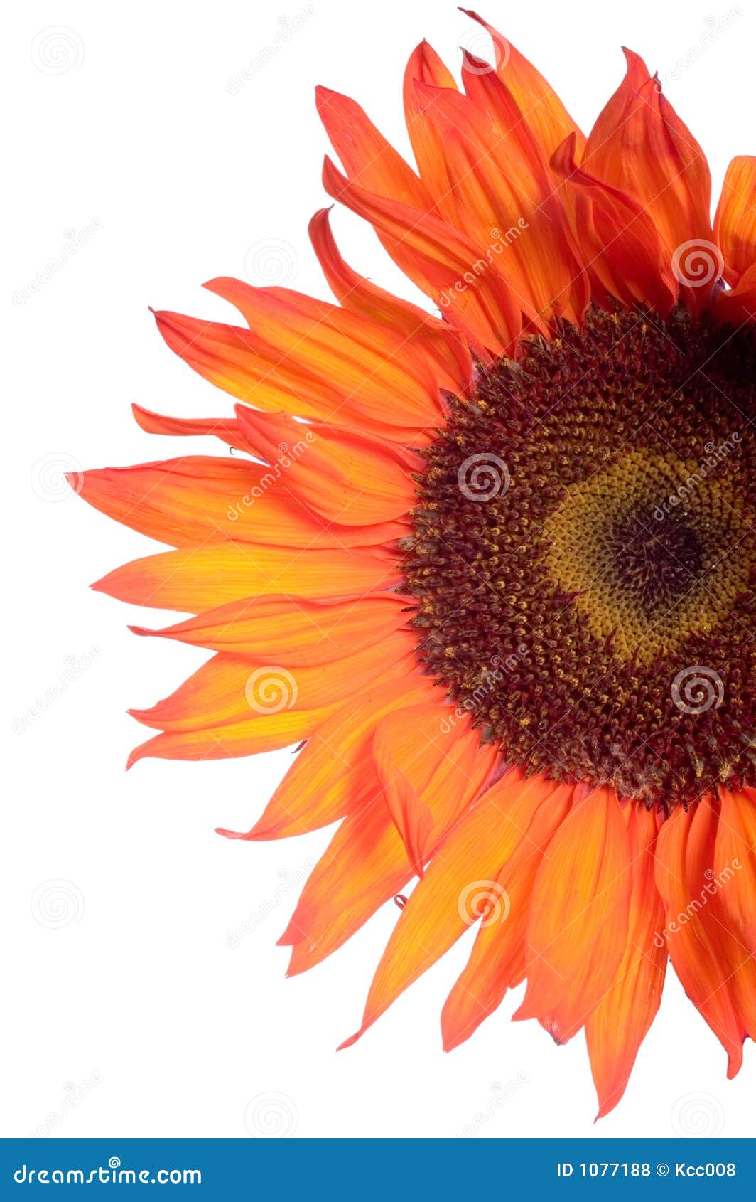 Orange Sunflower Detail Isolated on White Stock Photo Image of