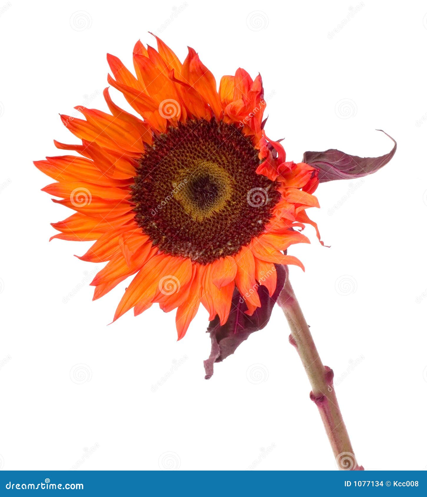 Orange Sunflower Isolated on White Stock Photo Image of leaf, floral 1077134