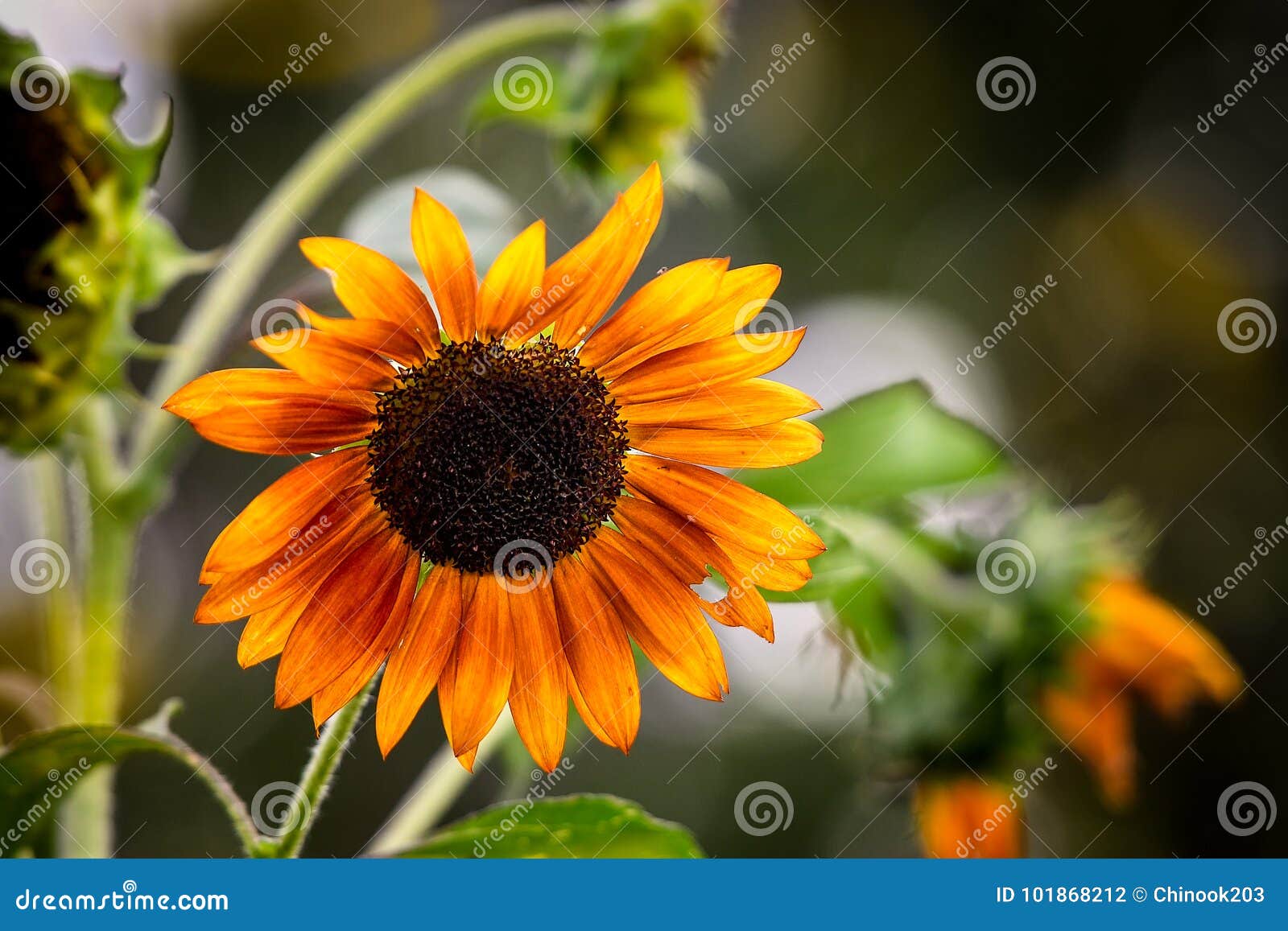 Orange sunflower stock photo. Image of happy, plant 101868212
