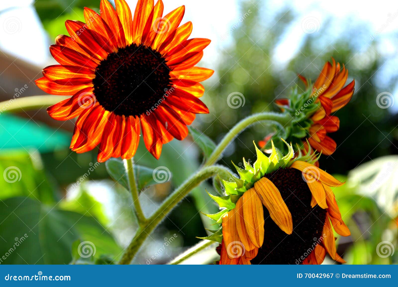 Orange Sunflowers stock image. Image of greenery, scenic 70042967