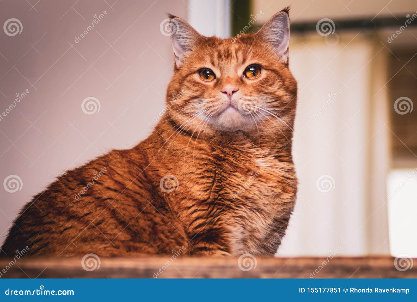 chubby orange cat