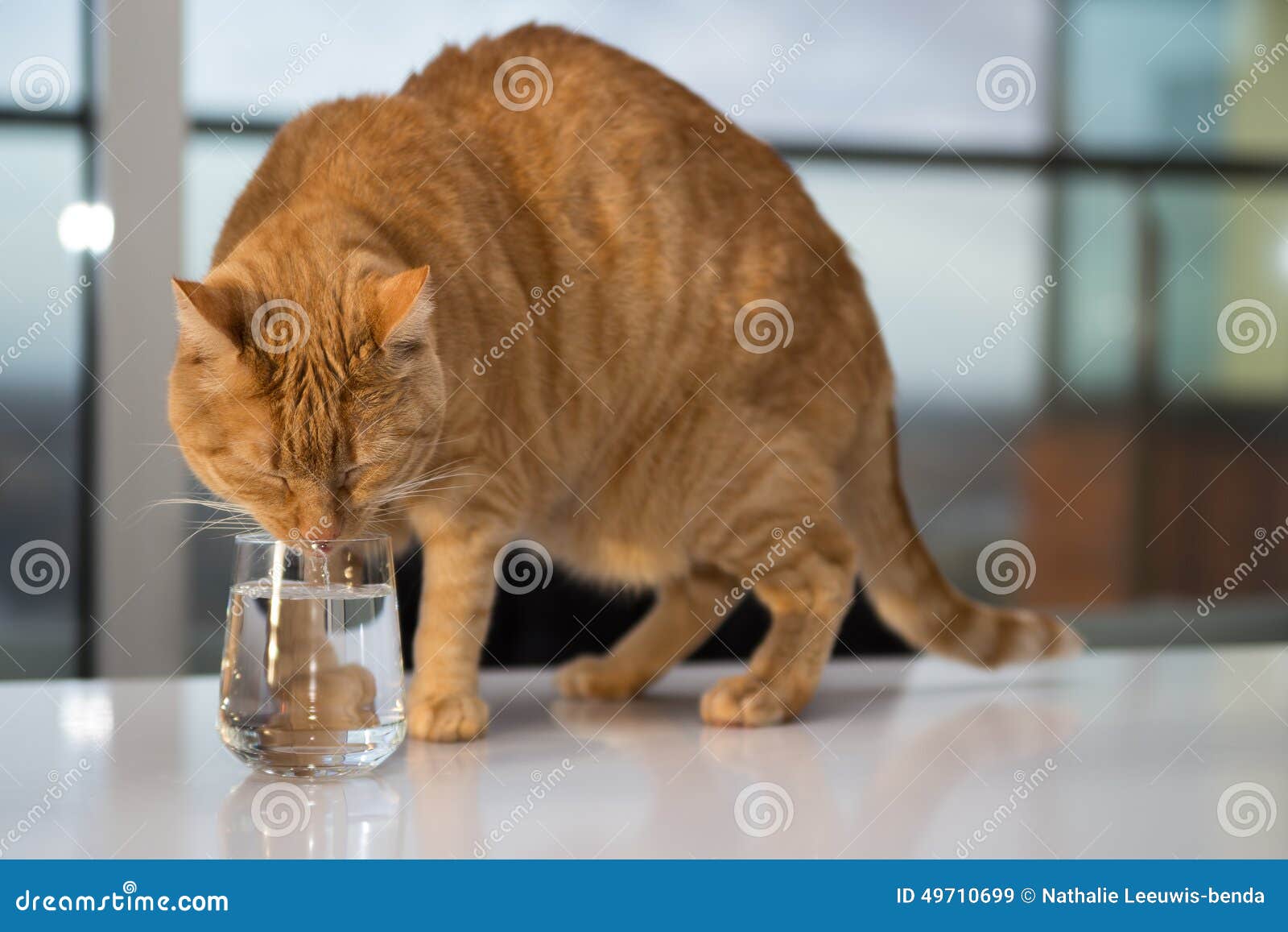 Orange Tabby Cat Drinking Water Stock Image Image of beautiful, cute