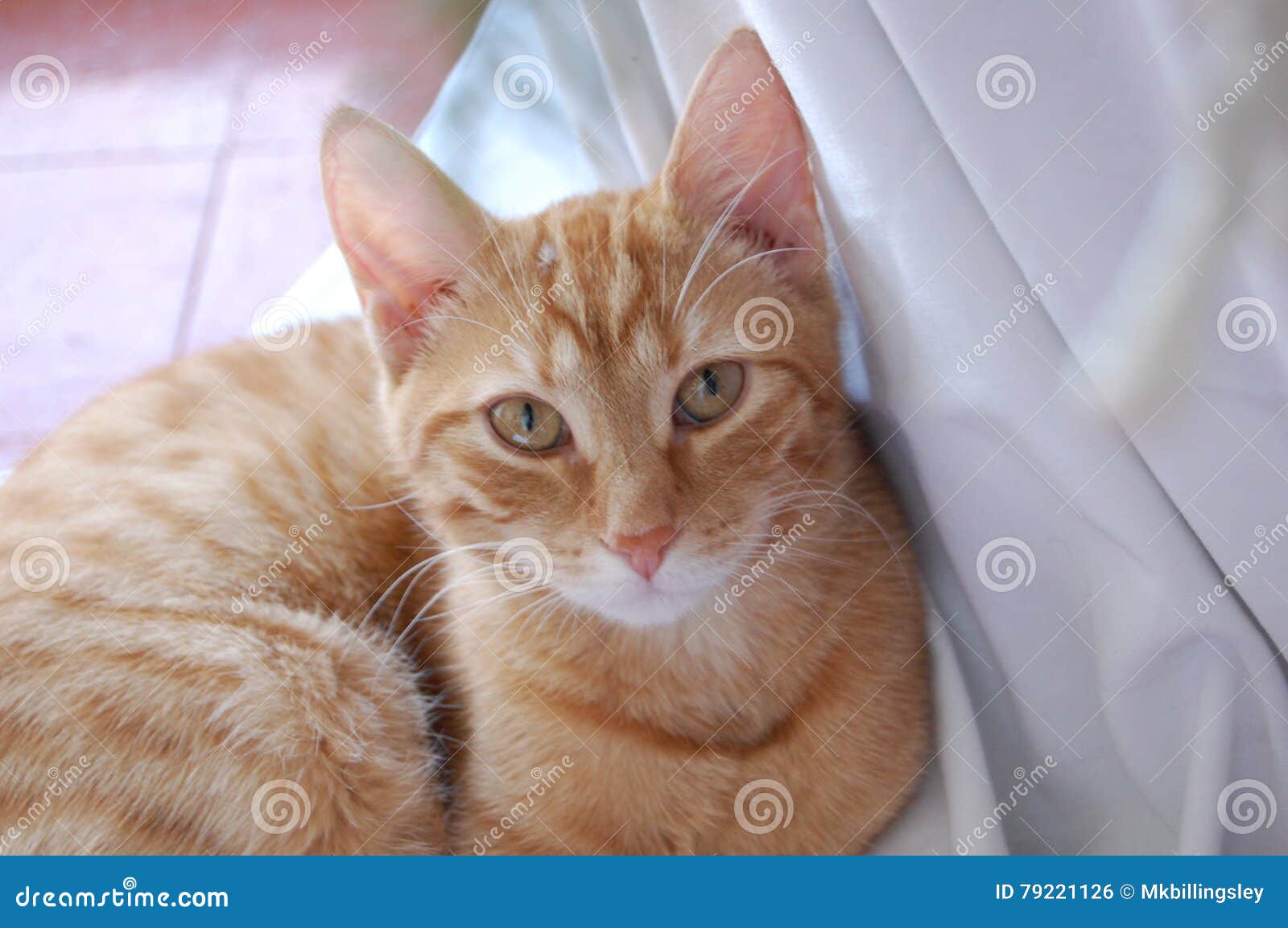 Orange tabby cat stock photo. Image of eyes, lounging 79221126