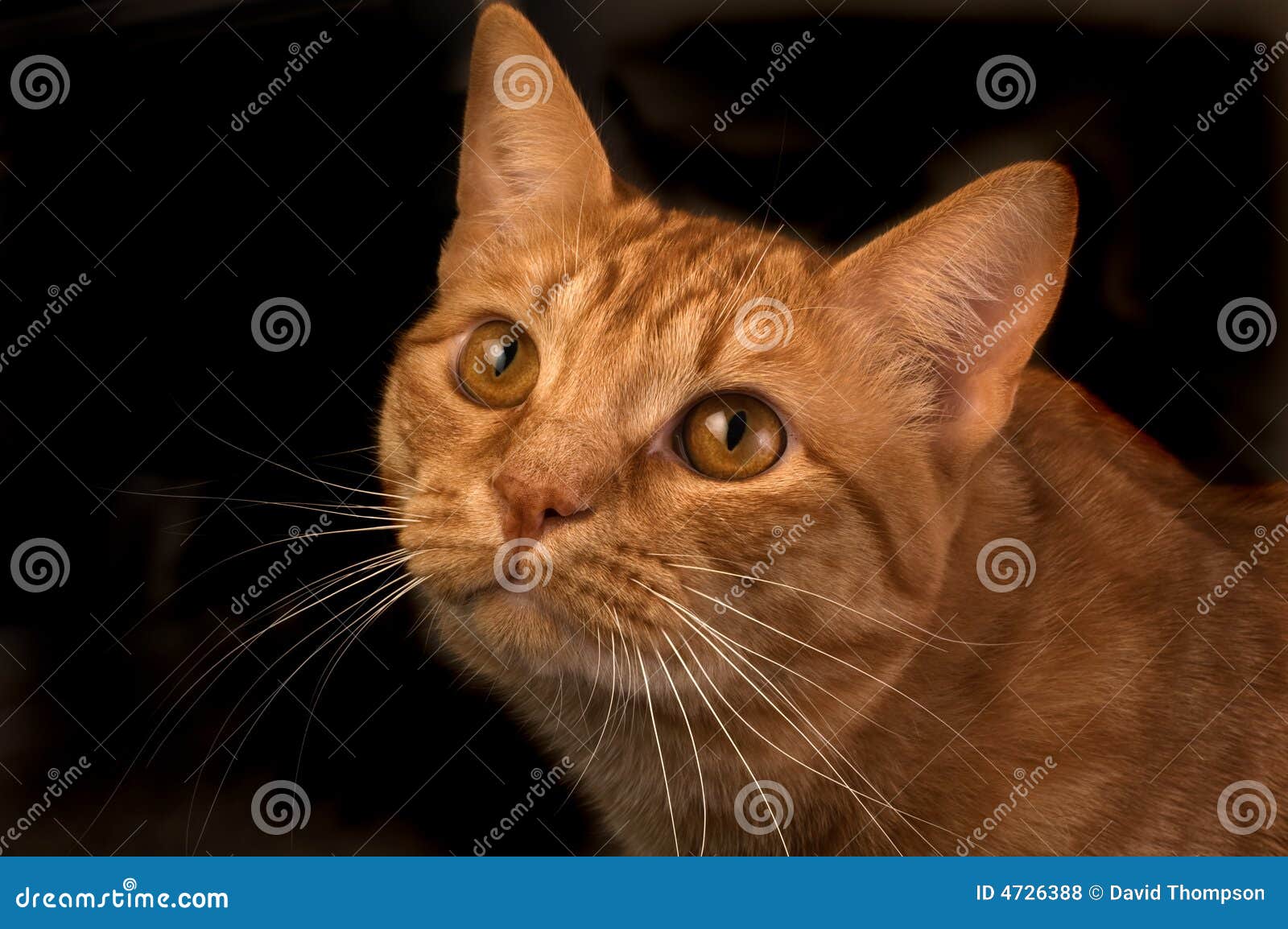black and orange tabby cat black and orange tabby cat