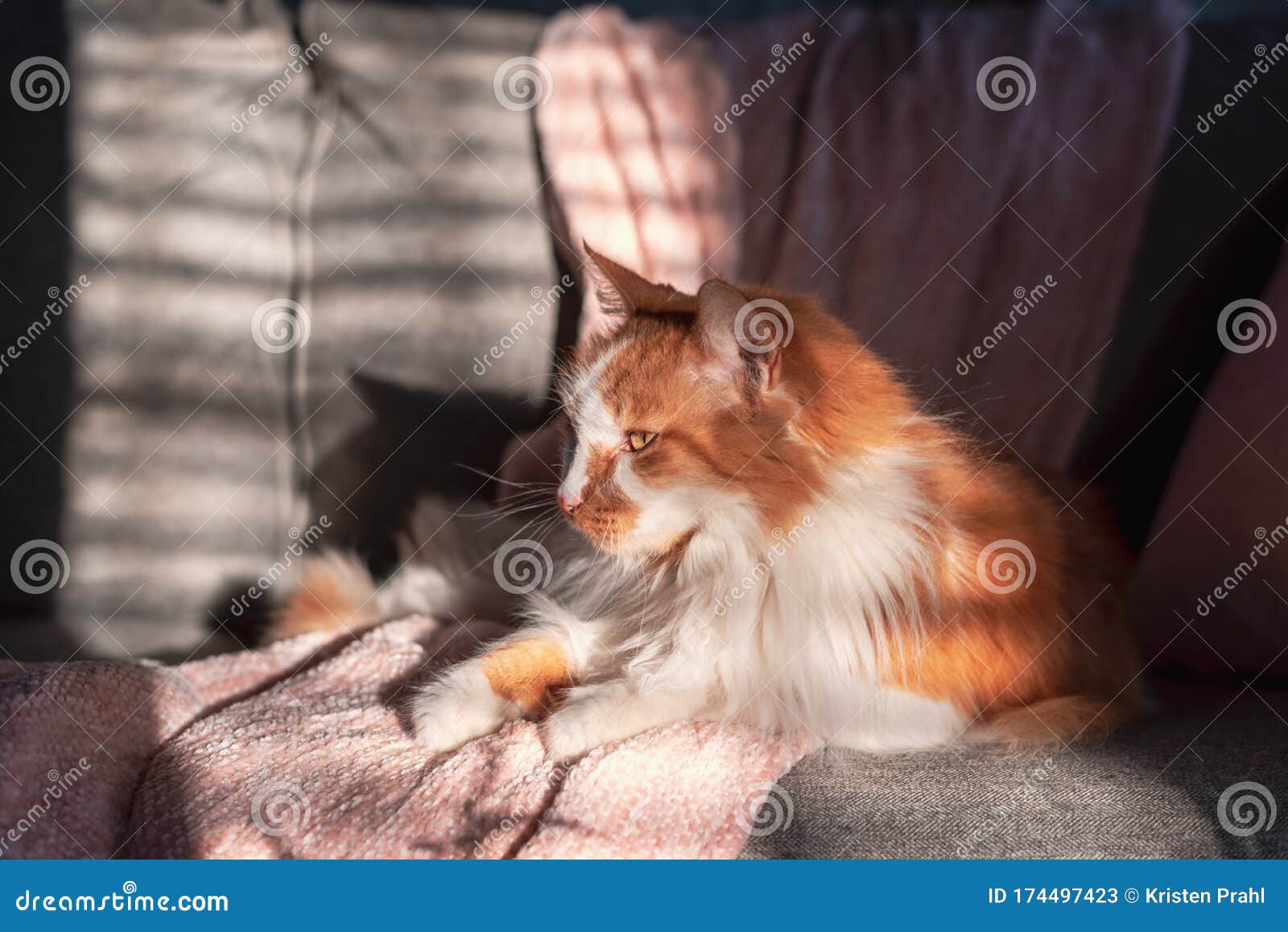 Orange Tabby Cat Laying on the Couch in the Sunlight Stock Image ...