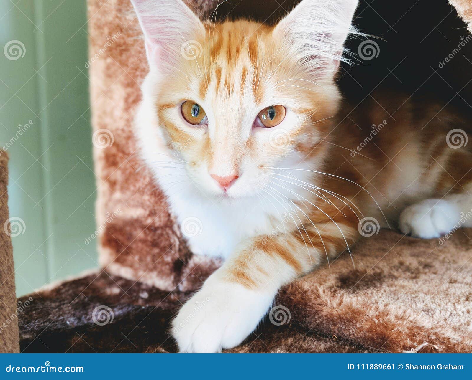Orange Tabby Cat Laying Down Stock Image - Image of tabby, kitten ...
