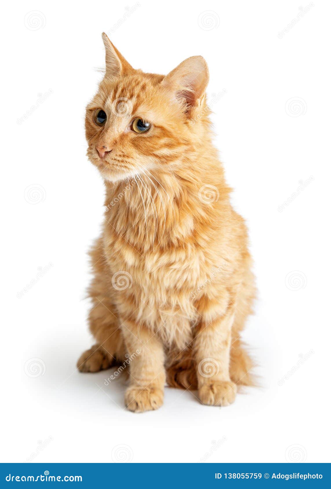 Orange Tabby Cat Long Hair Sitting Stock Image - Image of background, side:  138055759