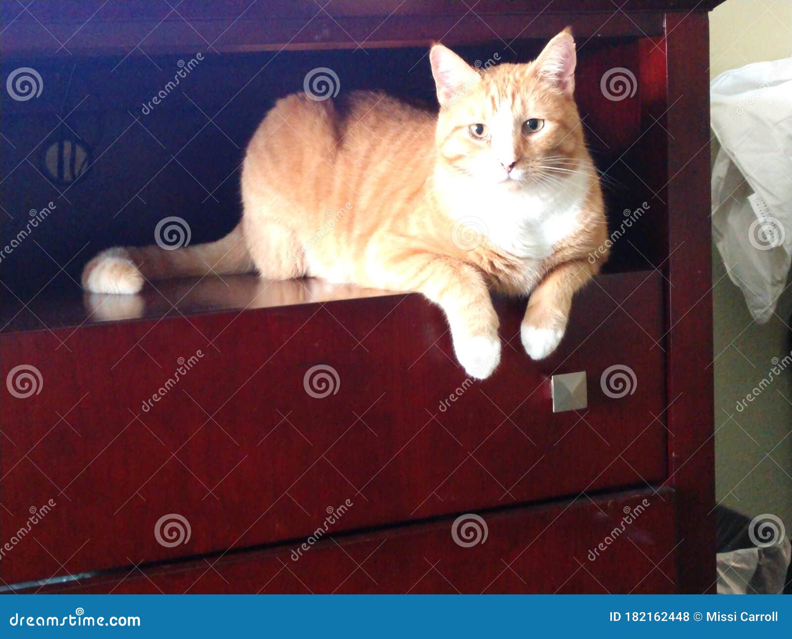 orange tabby cat prince spoiled orange tabby cat price 182162448