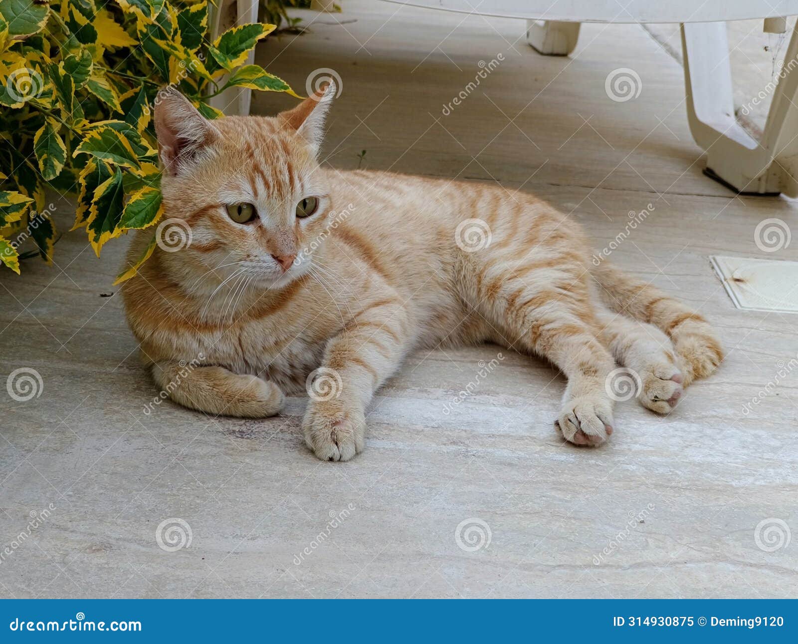 orange tabby cat resting on the ground