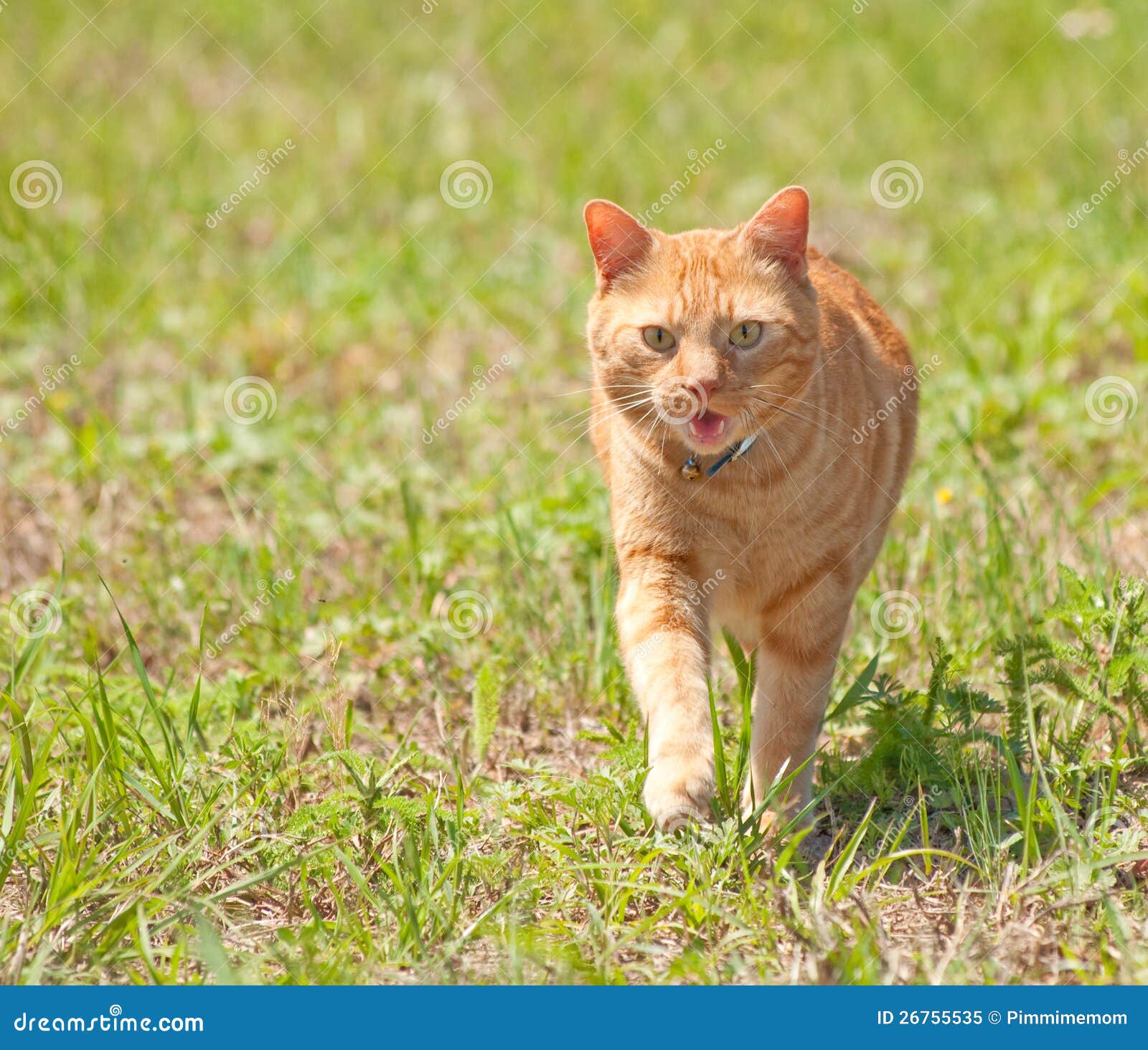 Orange Tabby Cat Running Towards Viewer Stock Image Image of short